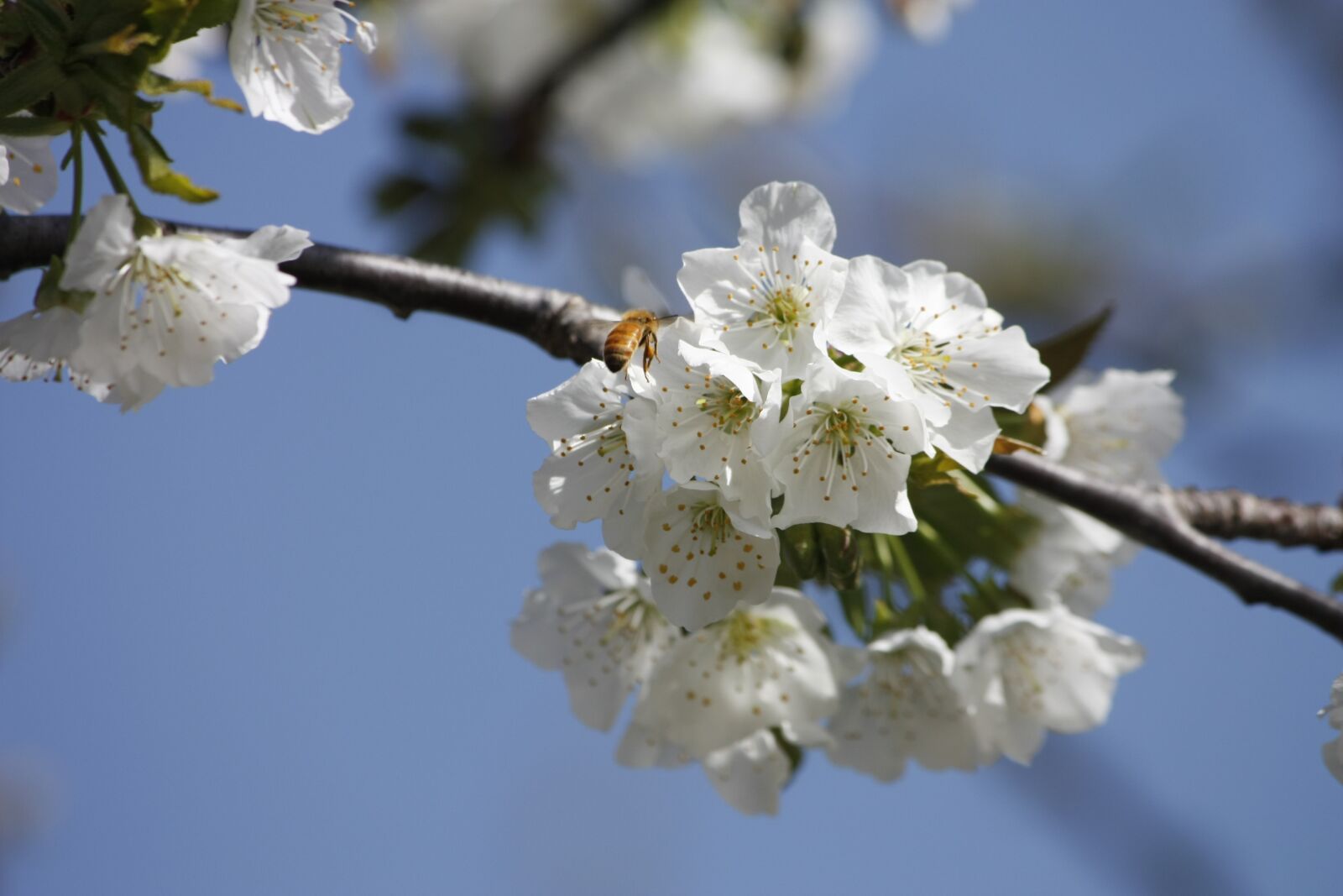 Canon EOS 450D (EOS Rebel XSi / EOS Kiss X2) sample photo. Honeybee, cherry, blossom photography