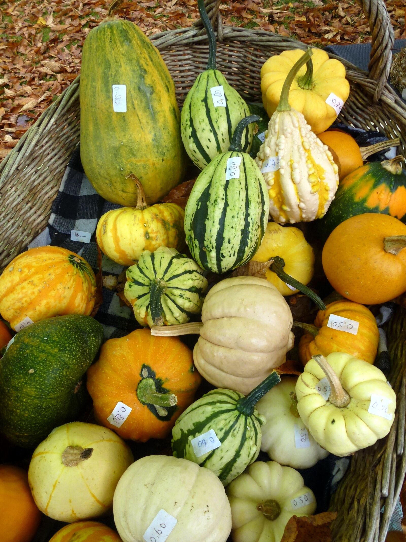 Panasonic Lumix DMC-ZS10 (Lumix DMC-TZ20 / Lumix DMC-TZ22) sample photo. Squash, pumpkin, gourd photography