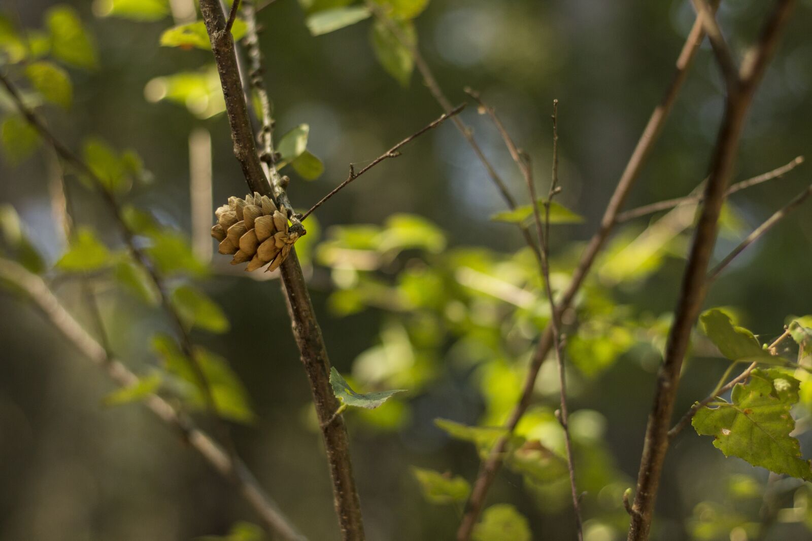 Canon EOS 600D (Rebel EOS T3i / EOS Kiss X5) + Canon EF 50mm F1.8 STM sample photo. Pine cone, tree, branches photography