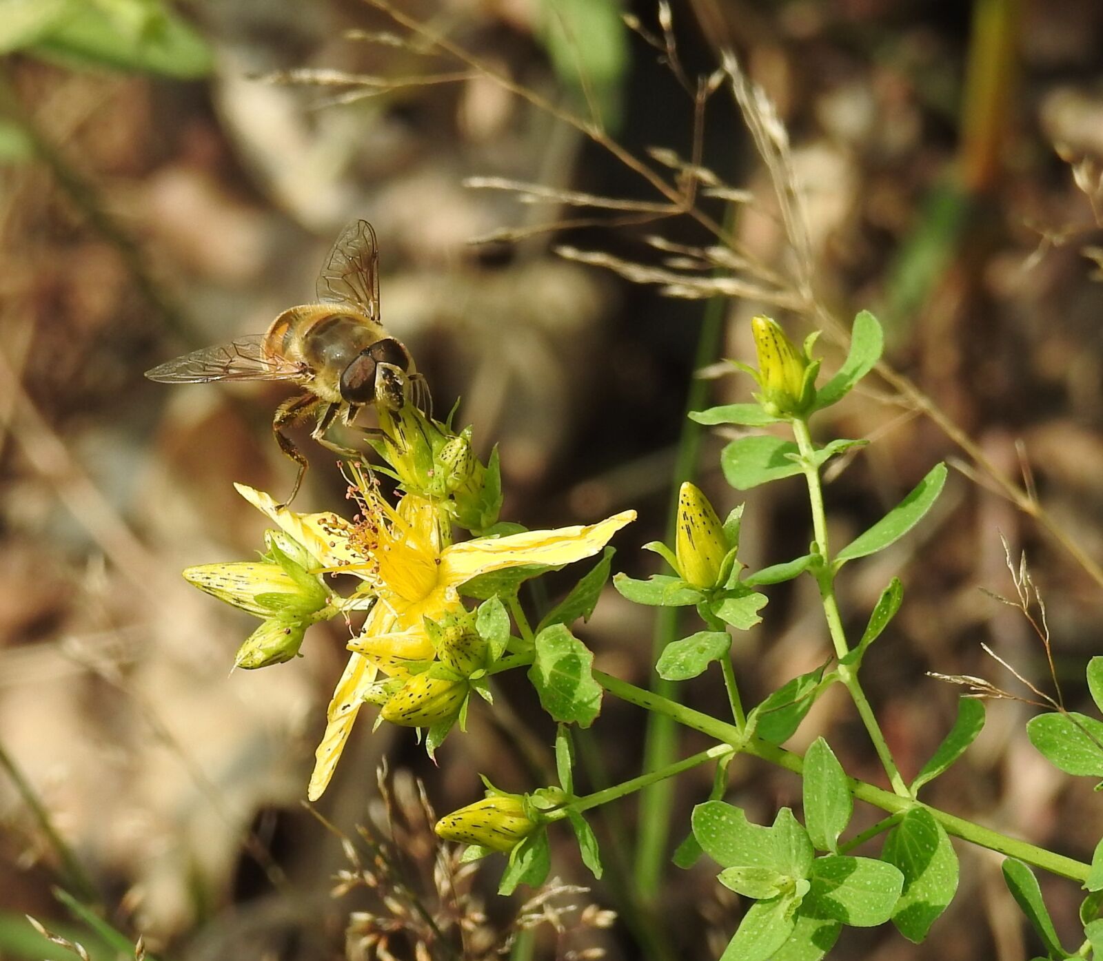 Nikon Coolpix P900 sample photo. Nature, plant, flower photography