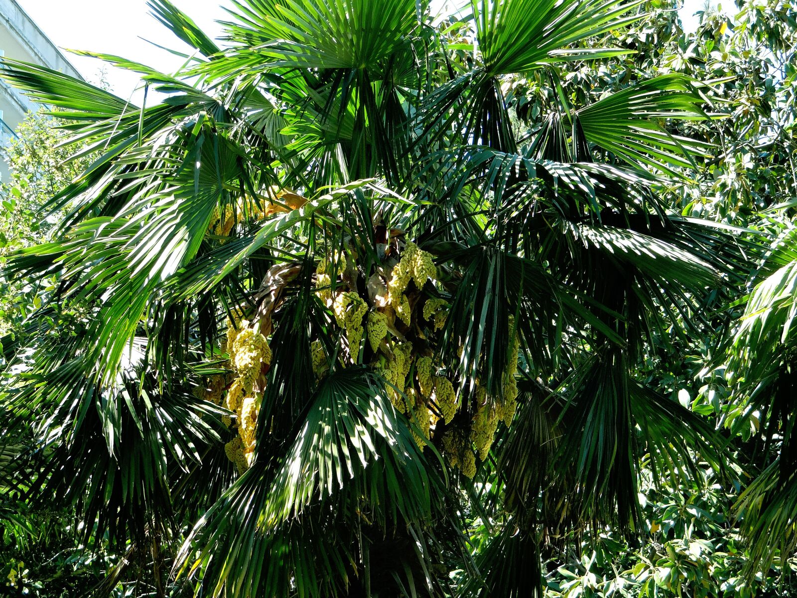 Sony DSC-HX200V sample photo. Tree, palma, leaves photography