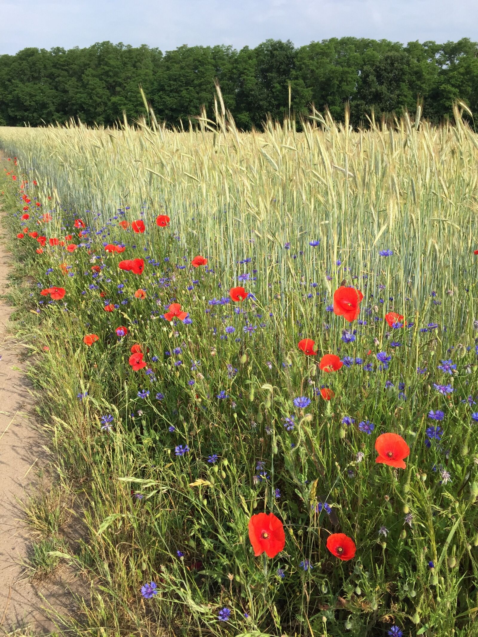Apple iPhone 6 sample photo. Summer, sun, field photography