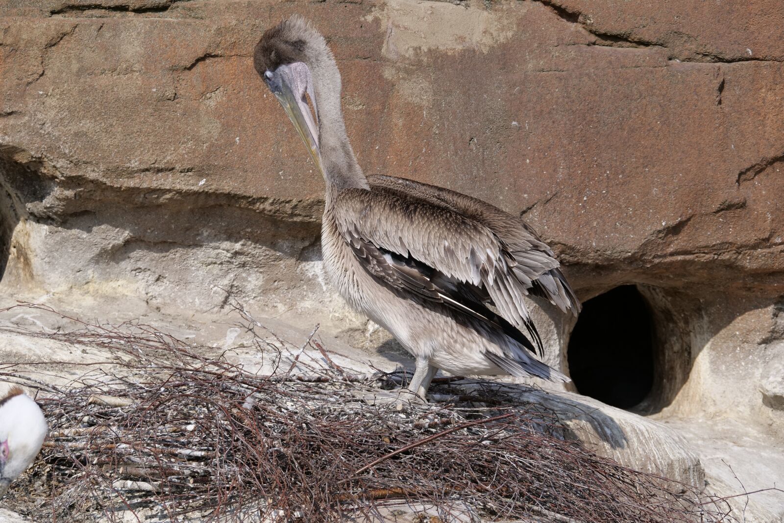 Panasonic Lumix DC-G9 sample photo. Sea pelican, pelikan, waterfowl photography