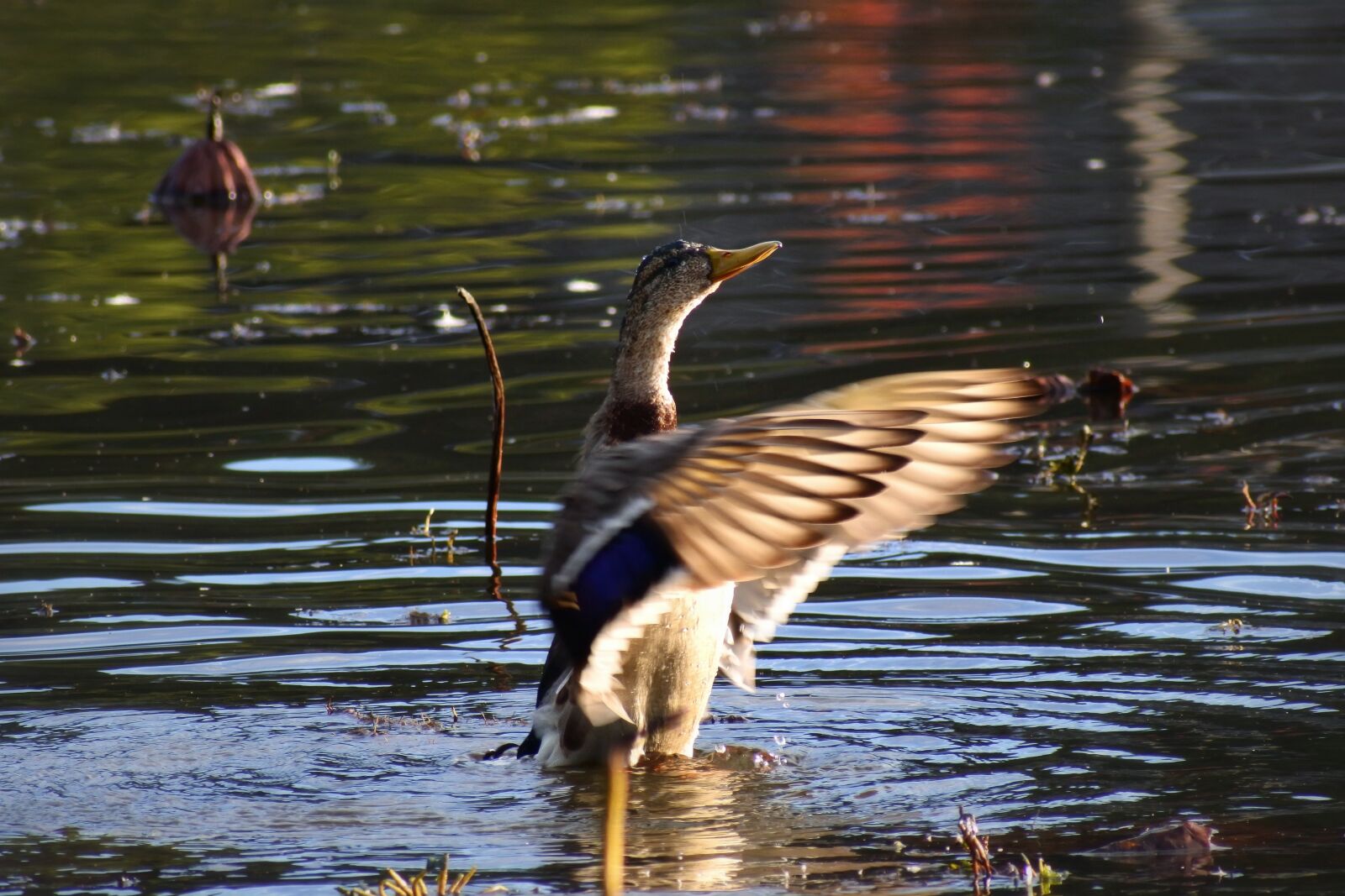 VR 70-300mm f/4.5-6.3G sample photo. Animal, pond, waterside photography