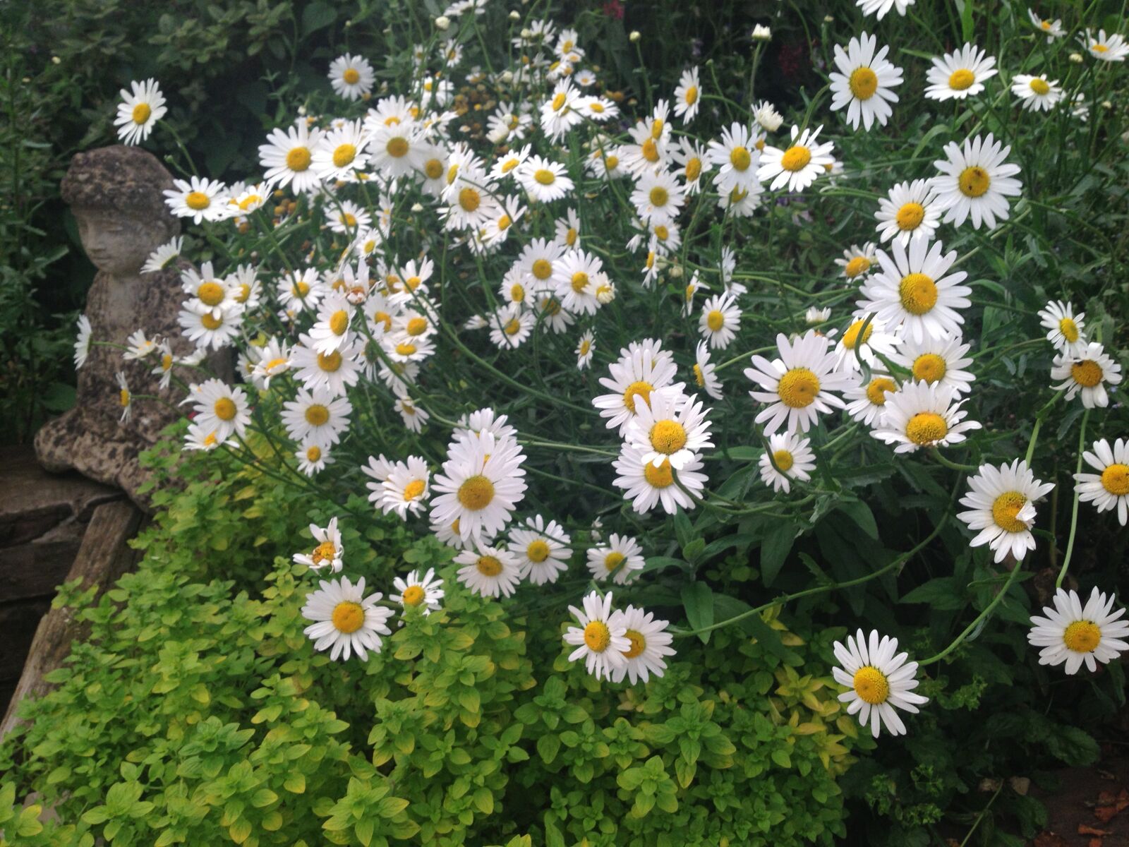 Apple iPhone 4S sample photo. White daisy, flowers, daisies photography