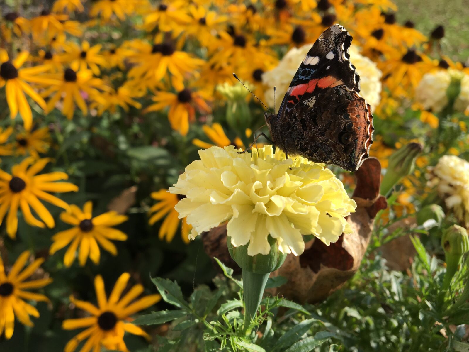 Apple iPhone 6s sample photo. Butterfly, flower, marigold photography