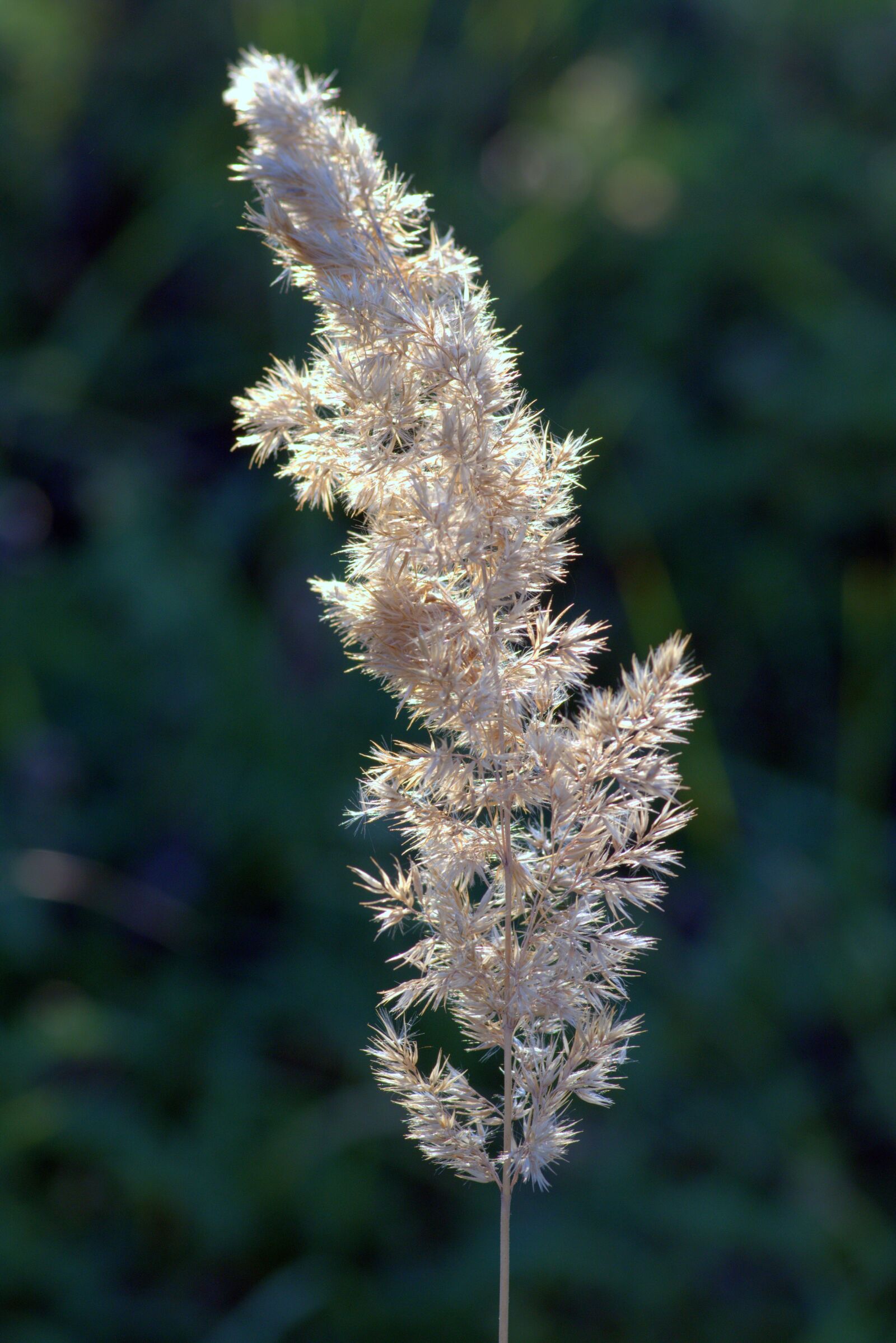 Pentax K-S2 sample photo. Flower of grass, dry photography