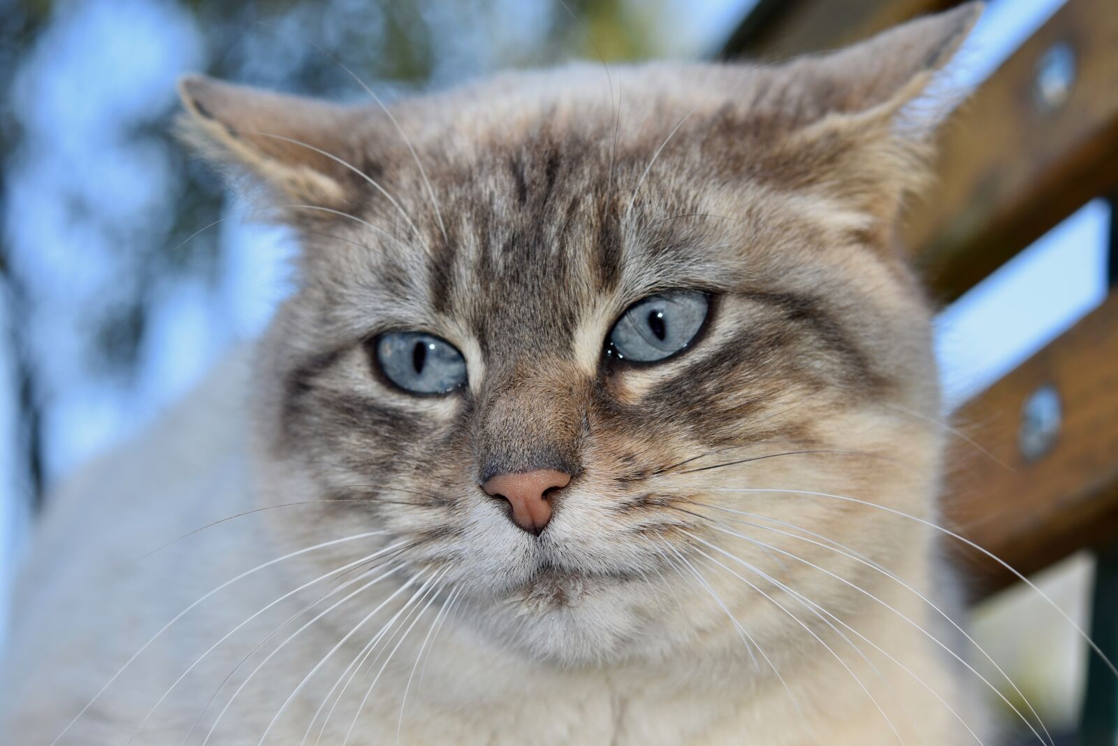 Nikon D5600 sample photo. Cat, portrait of cat photography
