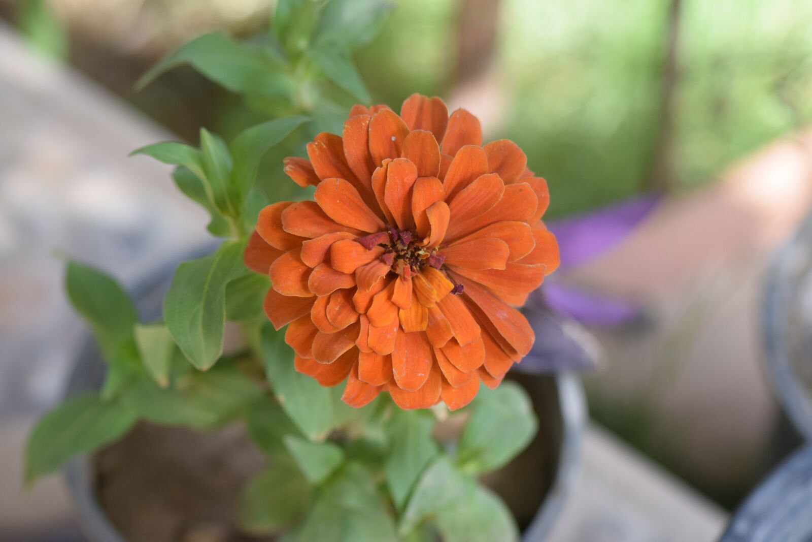 Nikon D5300 sample photo. Iraq, diyala, nature photography