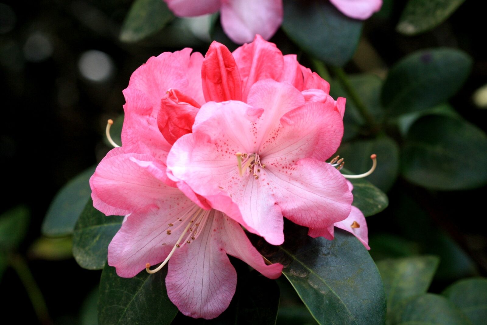 Canon EOS 1000D (EOS Digital Rebel XS / EOS Kiss F) sample photo. Red, blossom, bloom photography