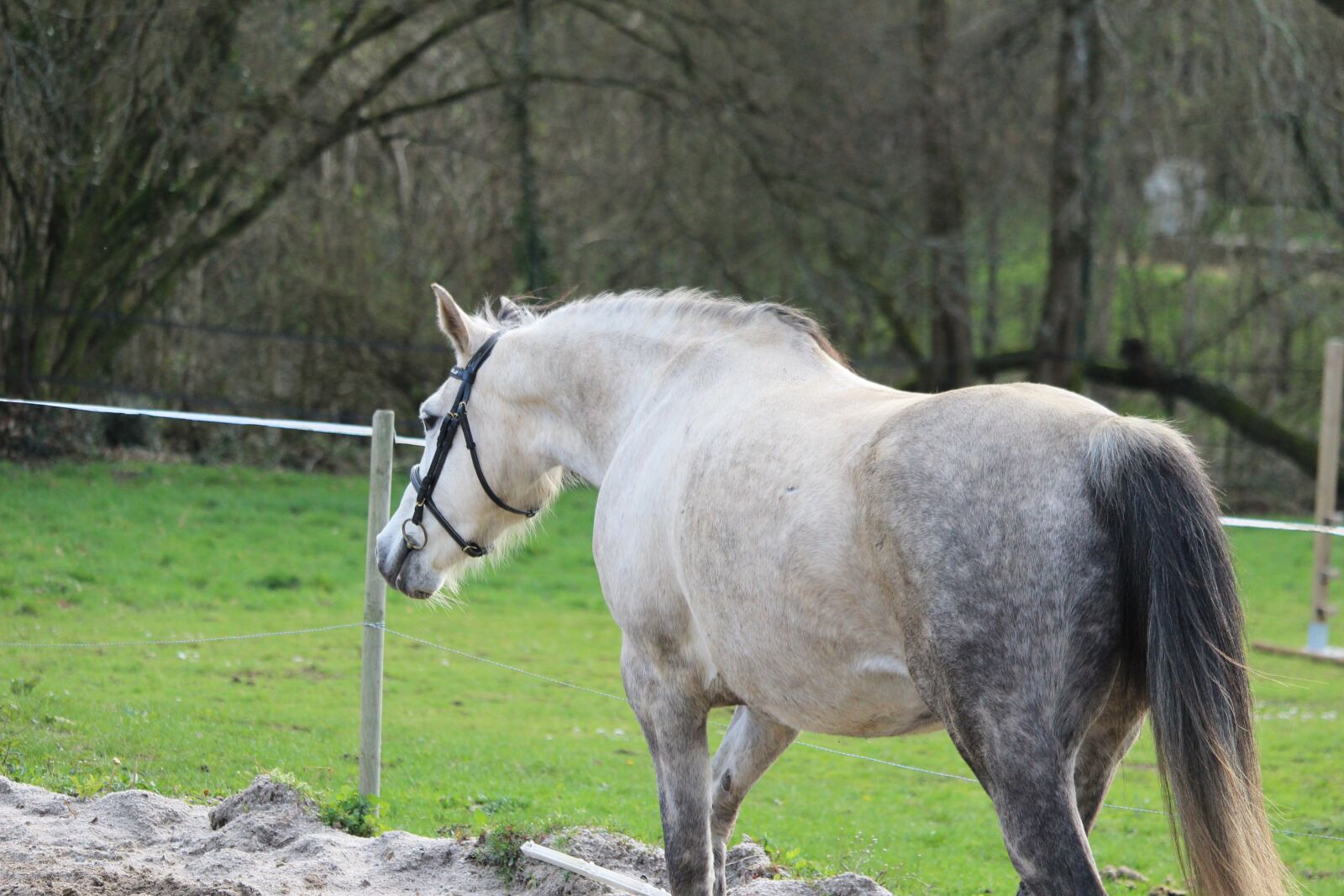 Canon EOS 1200D (EOS Rebel T5 / EOS Kiss X70 / EOS Hi) sample photo. Arabian horse, horses, horse photography