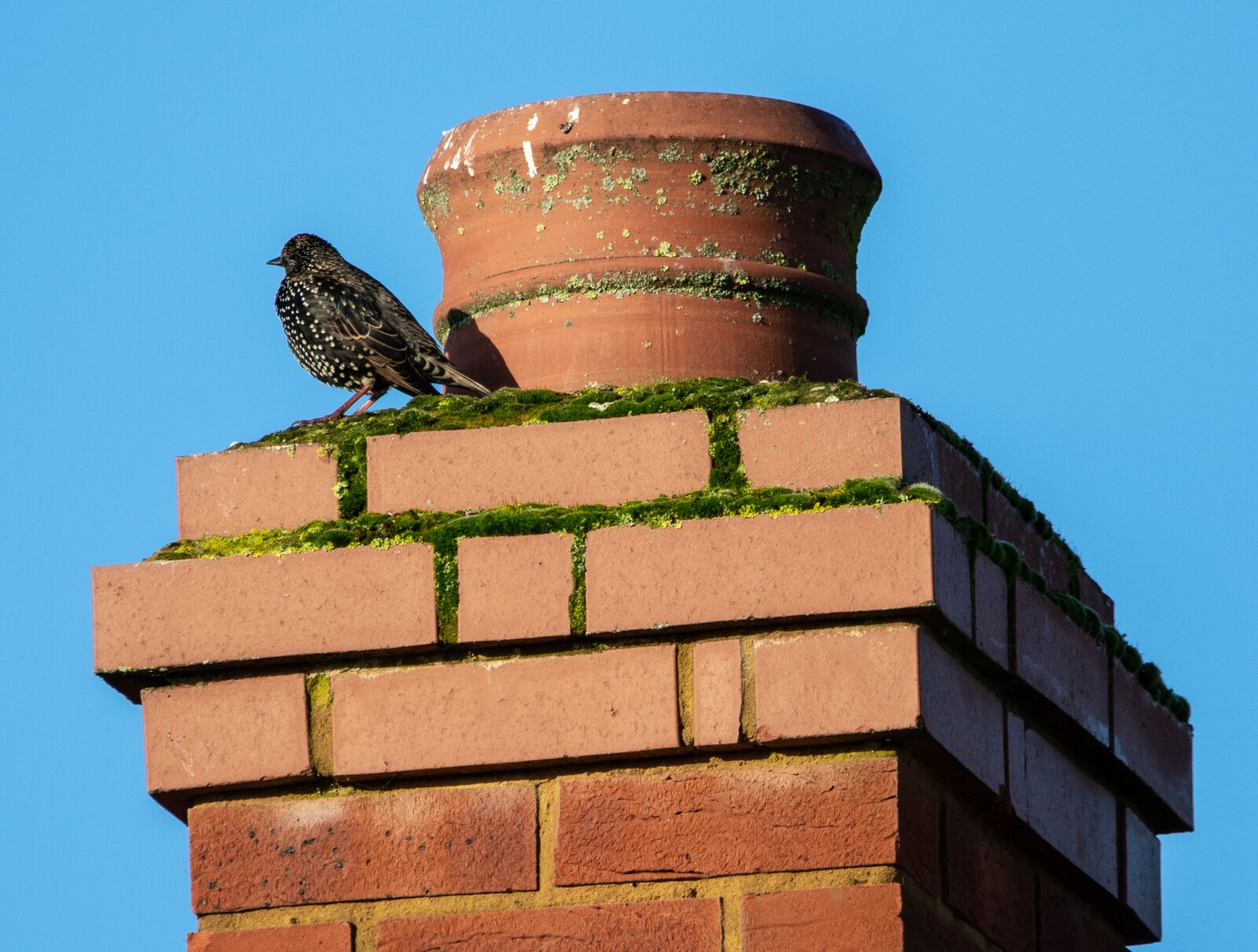 150-600mm F5-6.3 DG OS HSM | Contemporary 015 sample photo. Starling, starling on a photography
