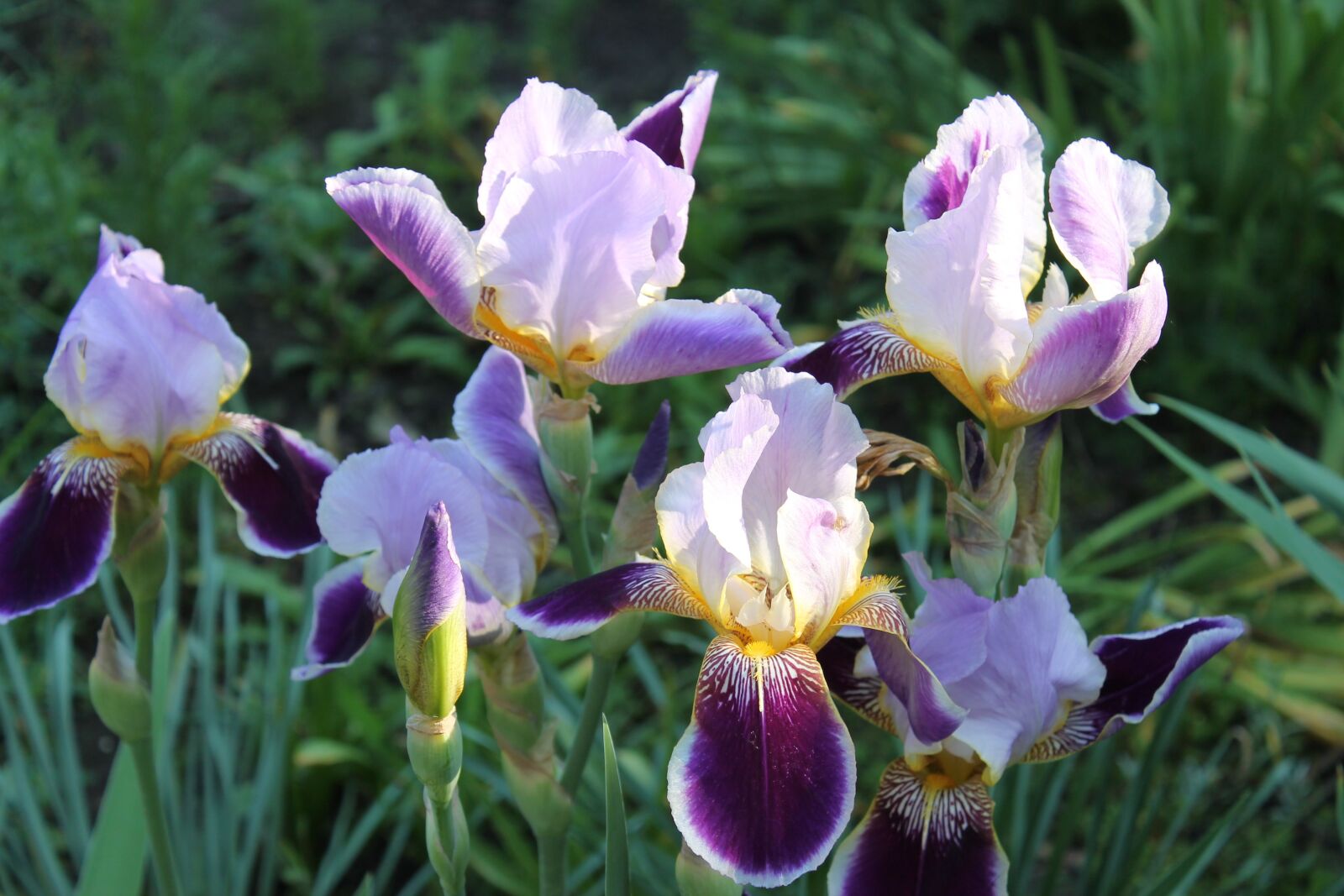 Canon EOS 1100D (EOS Rebel T3 / EOS Kiss X50) sample photo. Irises, flowers, summer photography