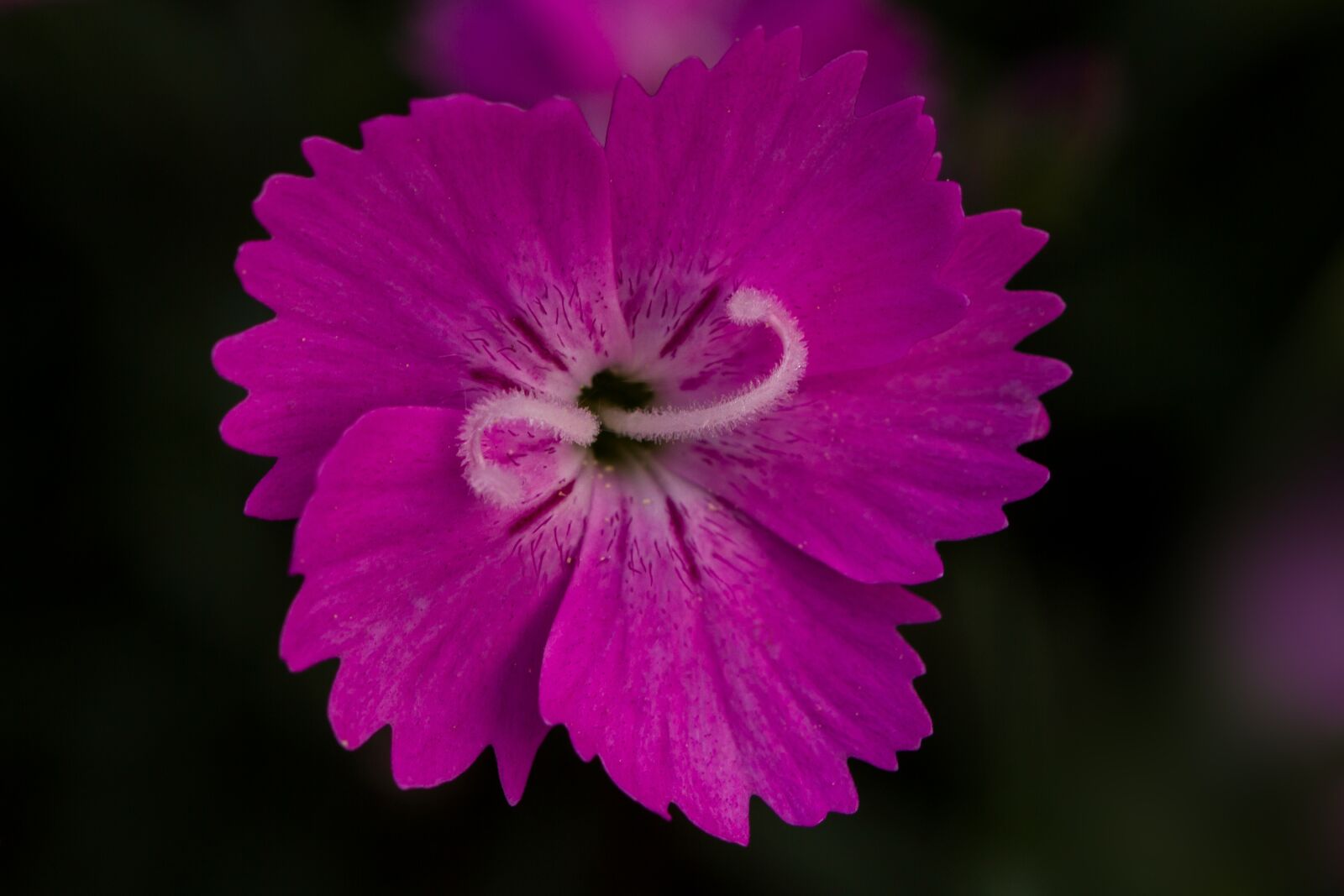 Tamron SP AF 60mm F2 Di II LD IF Macro sample photo. Carnation, pink, blossom photography