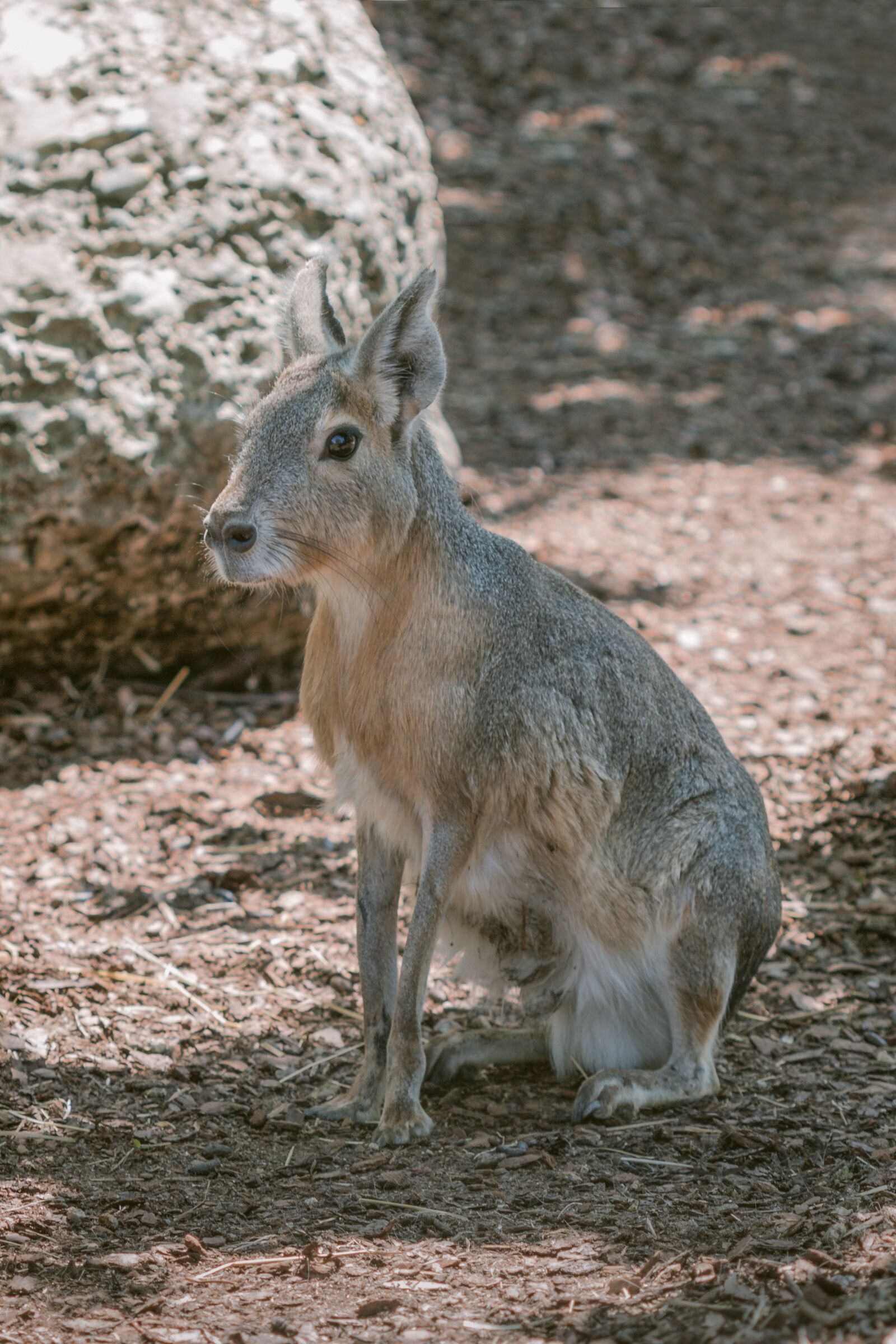 Canon EOS 70D + Canon EF 100mm F2.8 Macro USM sample photo. Wild animal, hare, wildlife photography
