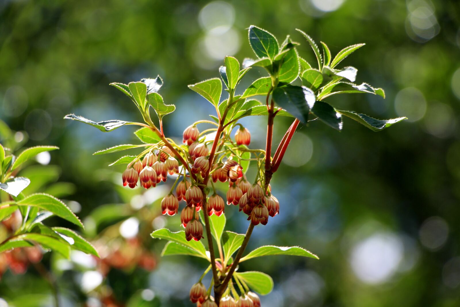 Canon EOS 700D (EOS Rebel T5i / EOS Kiss X7i) sample photo. Flowers, green, light photography