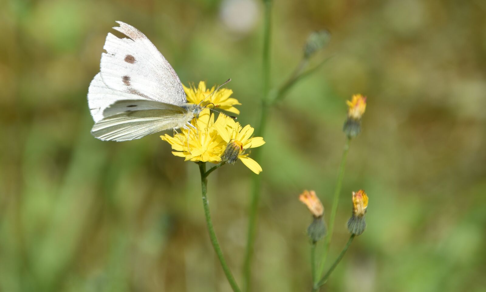 Nikon D5600 sample photo. Garden, nature, butterfly photography