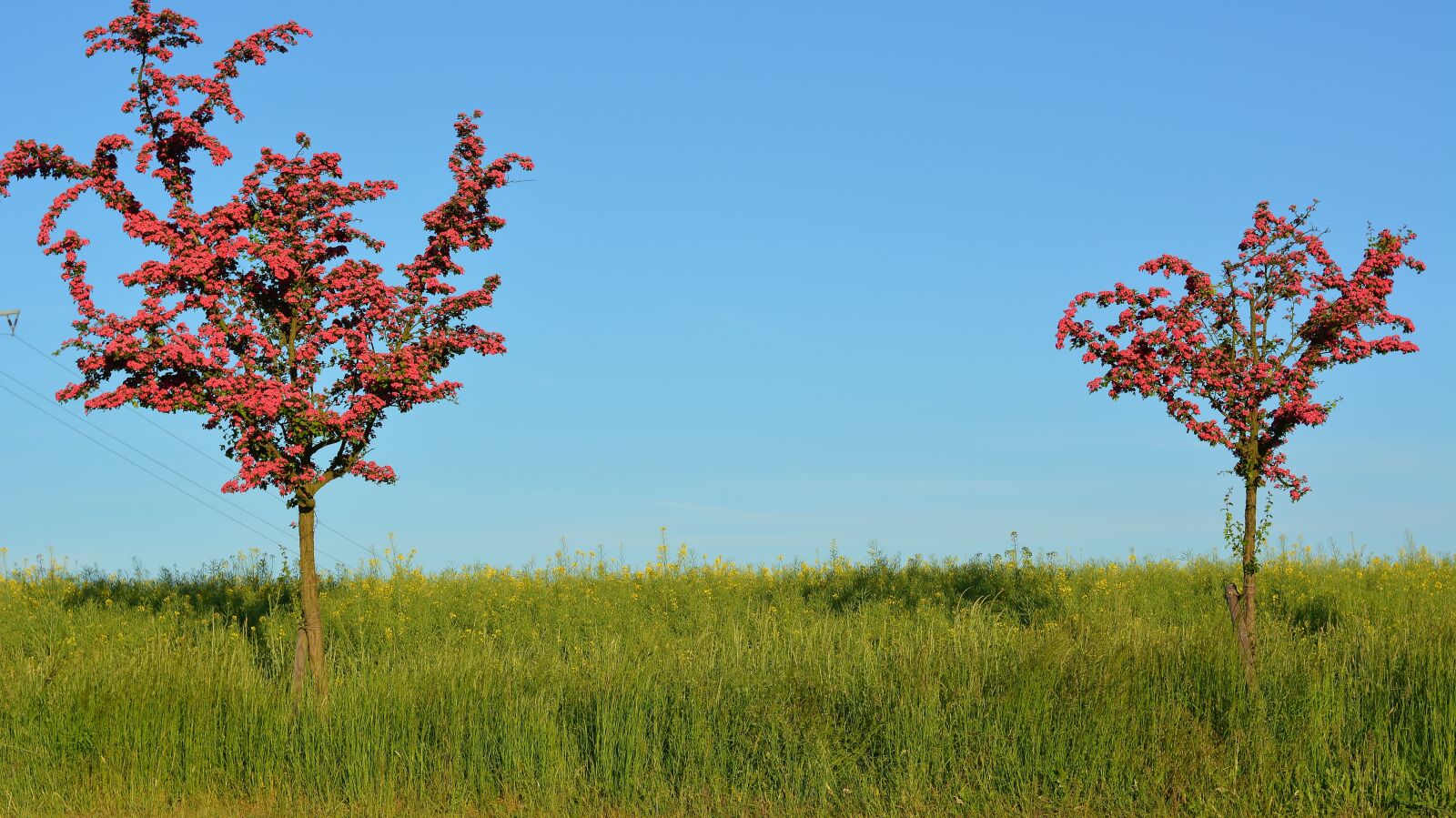 Nikon D5200 sample photo. Nature, road, trees photography