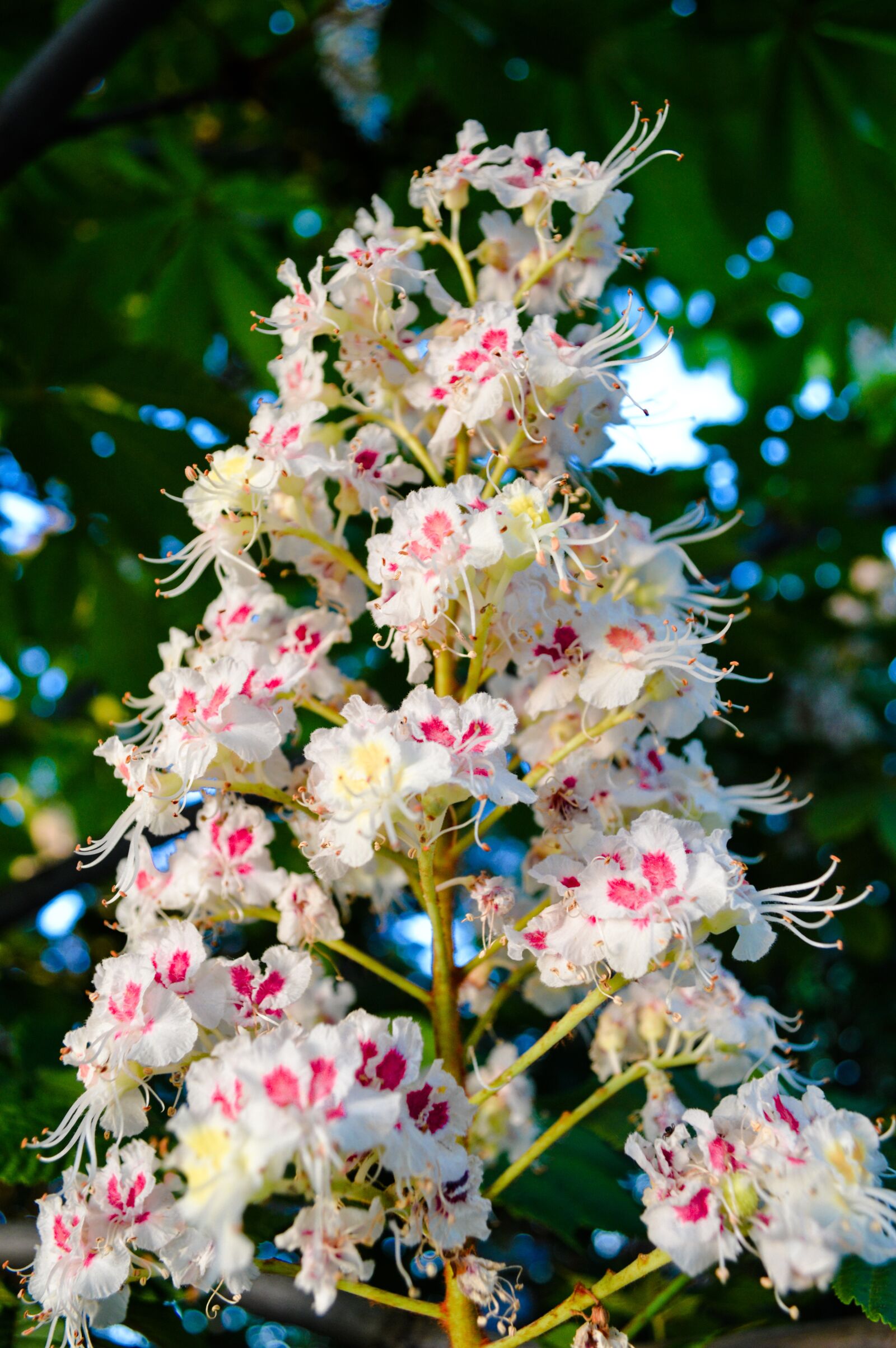 Nikon D3200 sample photo. Chestnut, buckeye, chestnut flowers photography