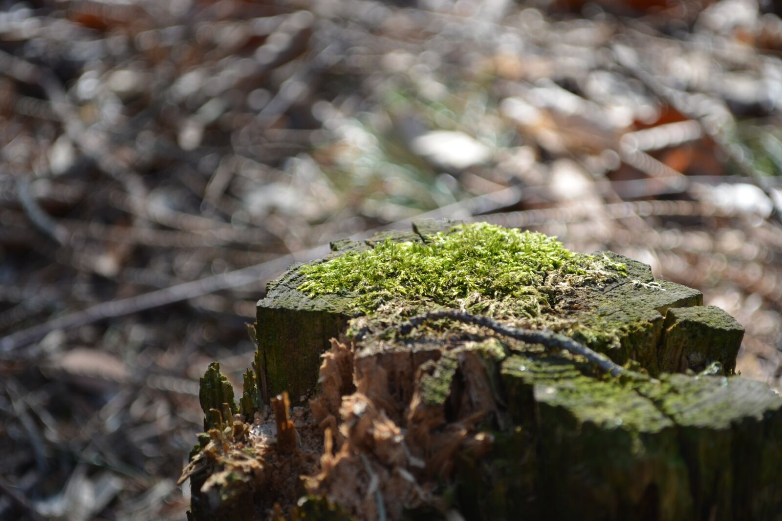 Nikon D5200 sample photo. Macro, wood, tree stump photography