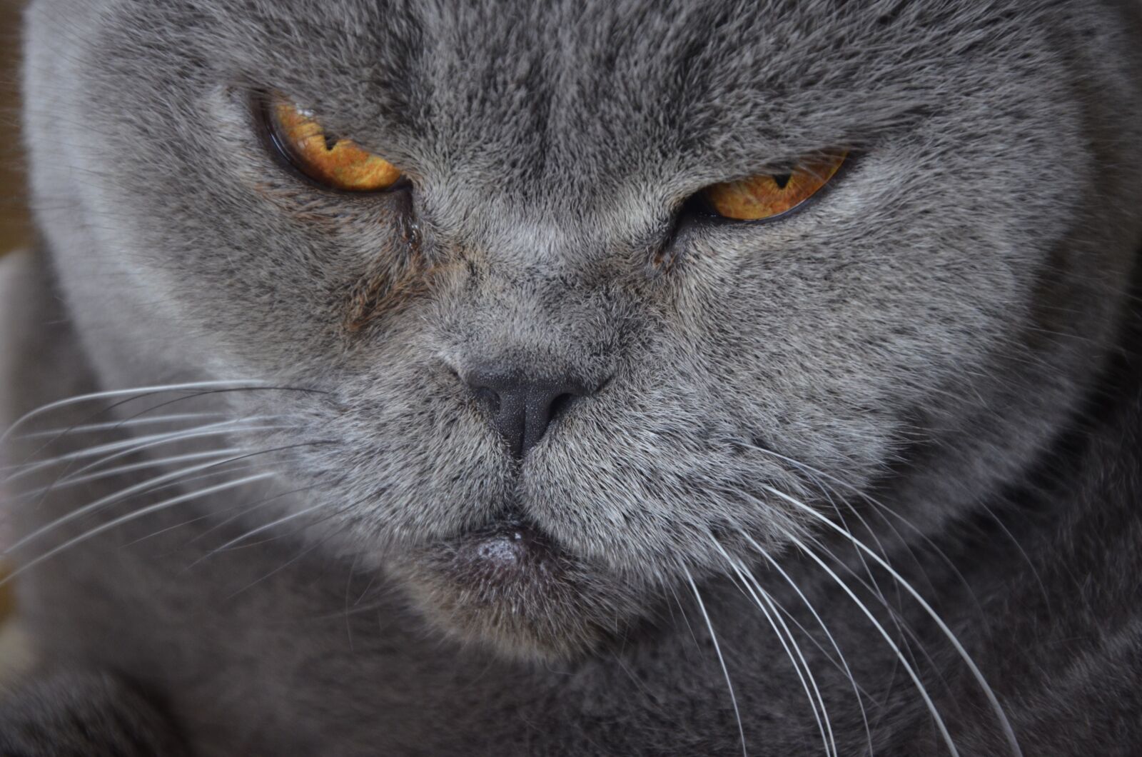 Nikon D5100 sample photo. Cat, animal, british photography