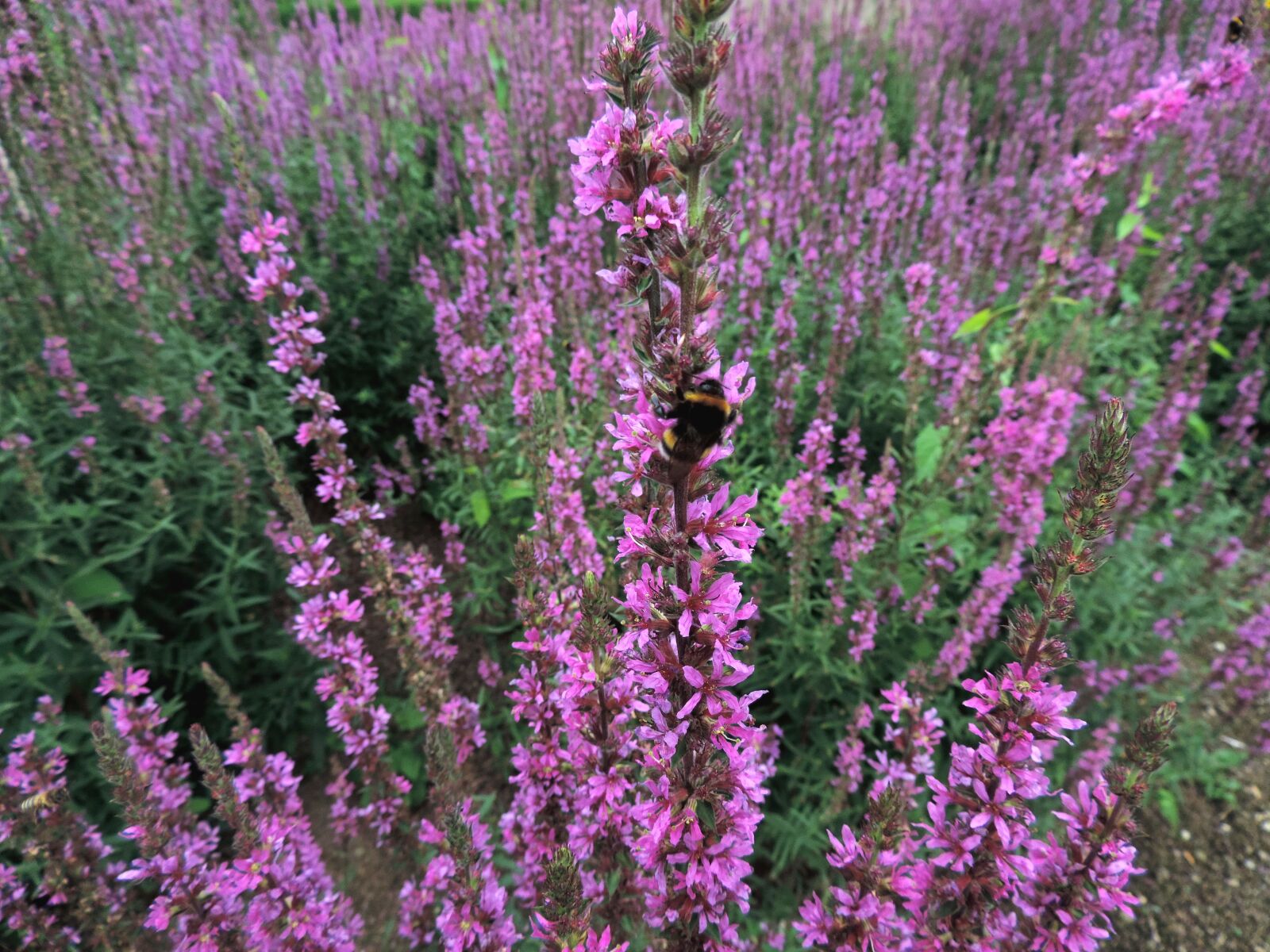 Nikon Coolpix P520 sample photo. Beginning of summer, hummel photography