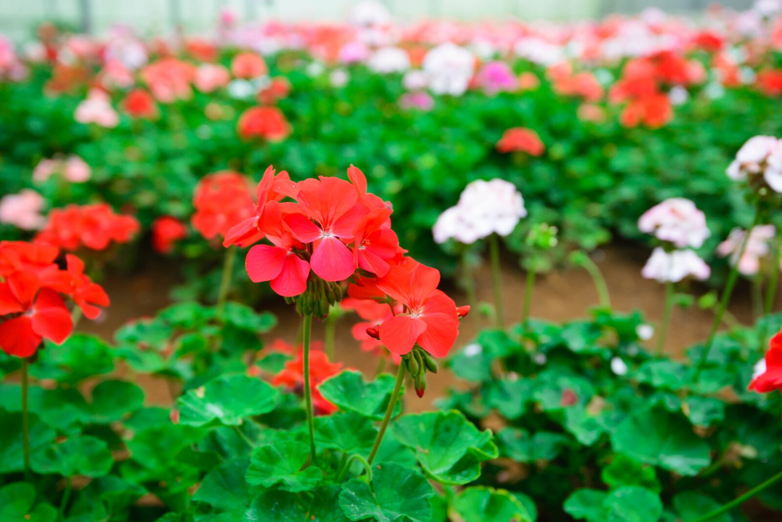 Nikon D600 sample photo. Flower, gardens, pink flower photography