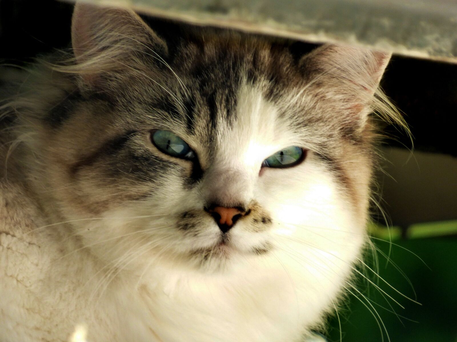 Panasonic Lumix DMC-FZ70 sample photo. Cat, kitty, glare photography