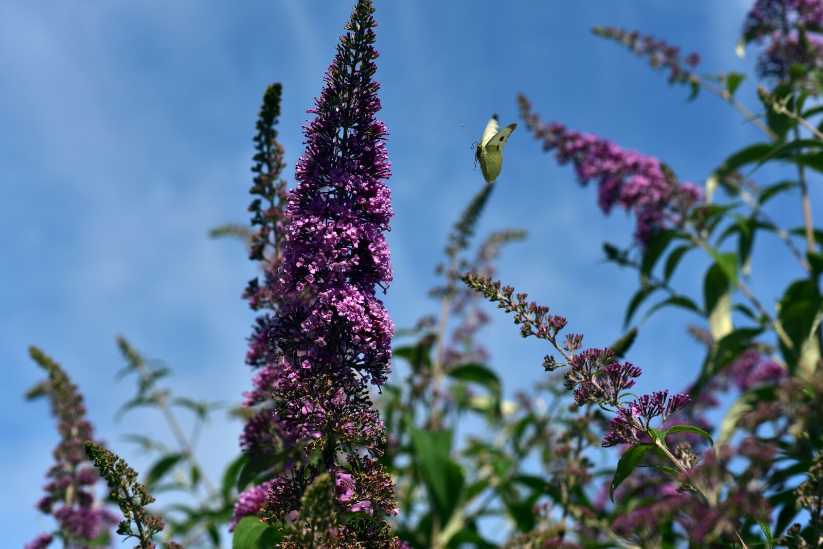 Nikon D750 sample photo. Lilac, butterfly, nature photography