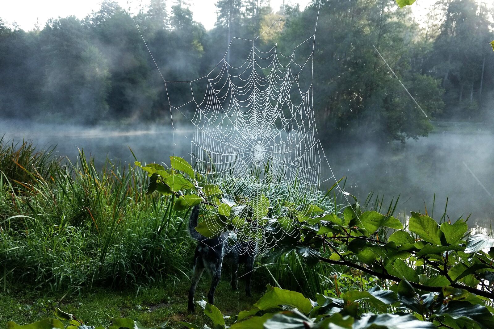 Motorola Moto G (4) sample photo. Spider, cobweb, fog photography