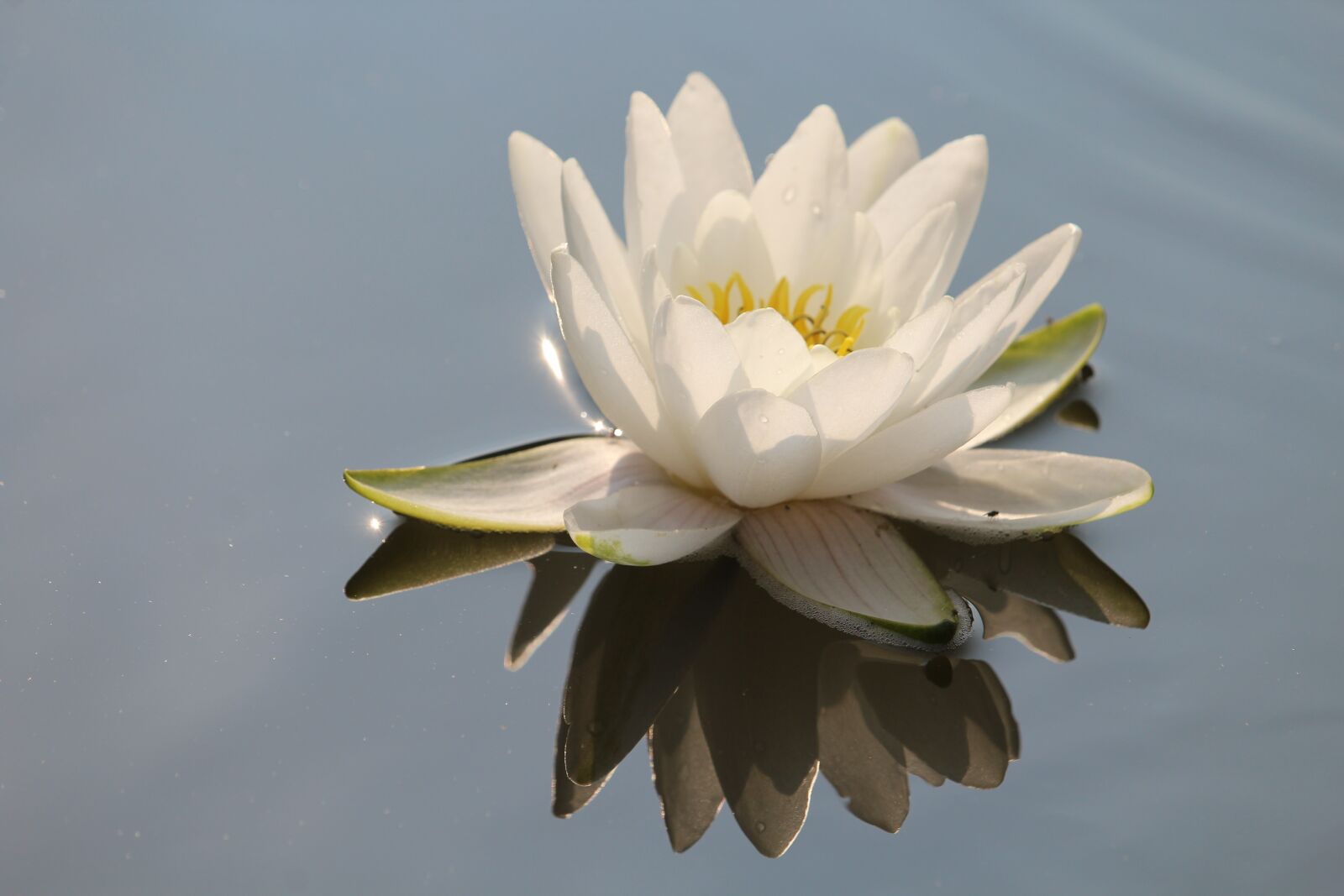 Canon EOS 1200D (EOS Rebel T5 / EOS Kiss X70 / EOS Hi) sample photo. Water lily, white, blossom photography