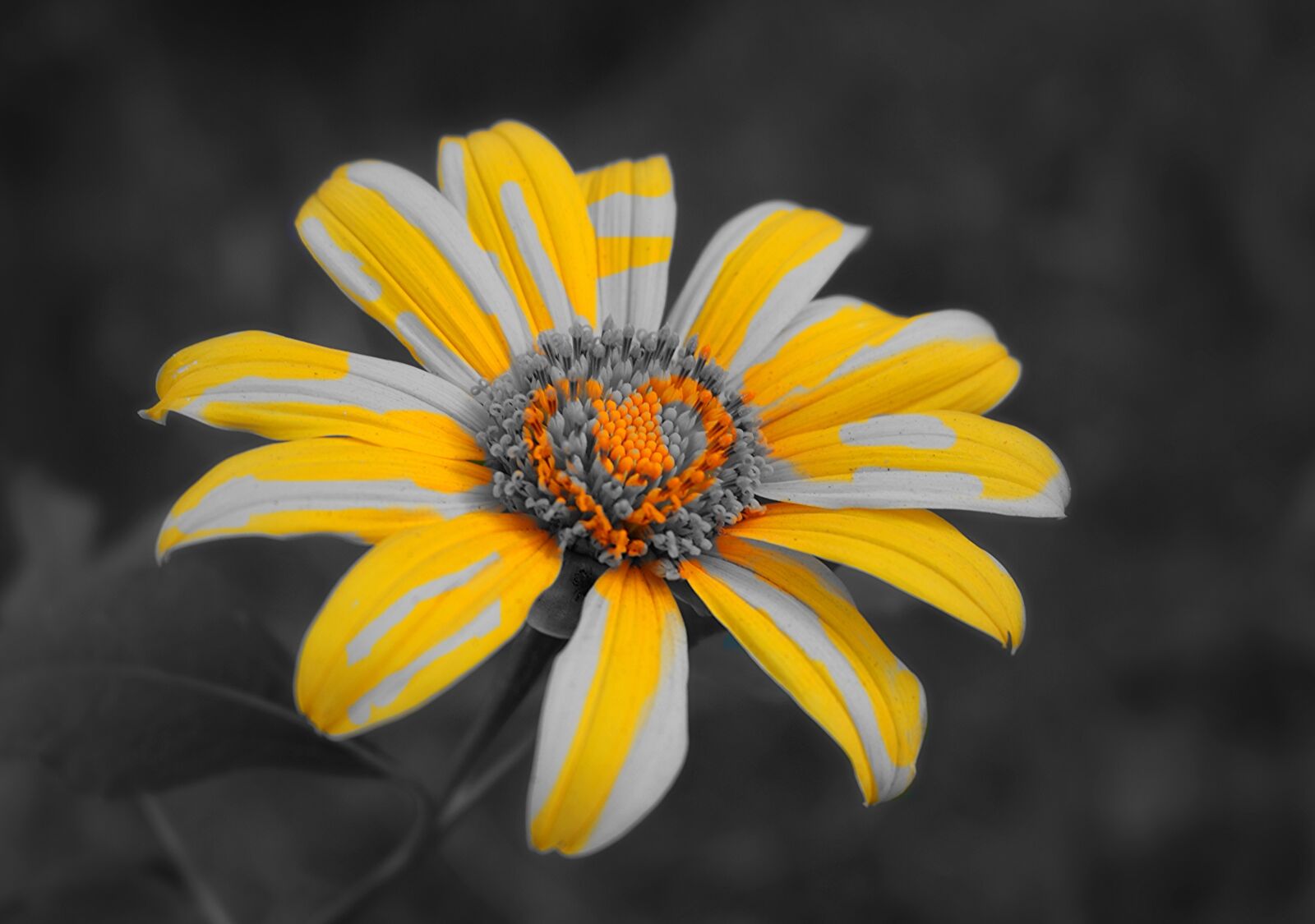 Canon EOS 750D (EOS Rebel T6i / EOS Kiss X8i) sample photo. Flowers, yellow, splash photography