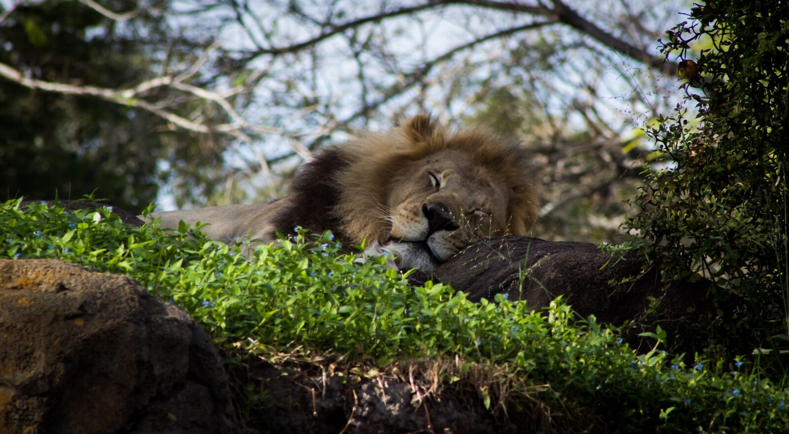 Canon EOS 600D (Rebel EOS T3i / EOS Kiss X5) sample photo. Lion, sleeping, predator photography
