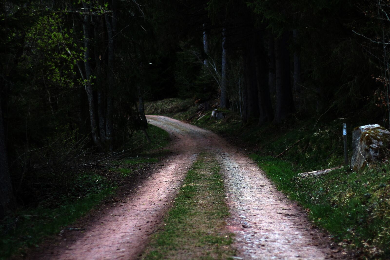 Canon EOS 650D (EOS Rebel T4i / EOS Kiss X6i) + Canon EF 50mm F1.8 STM sample photo. Road, forest road, nature photography
