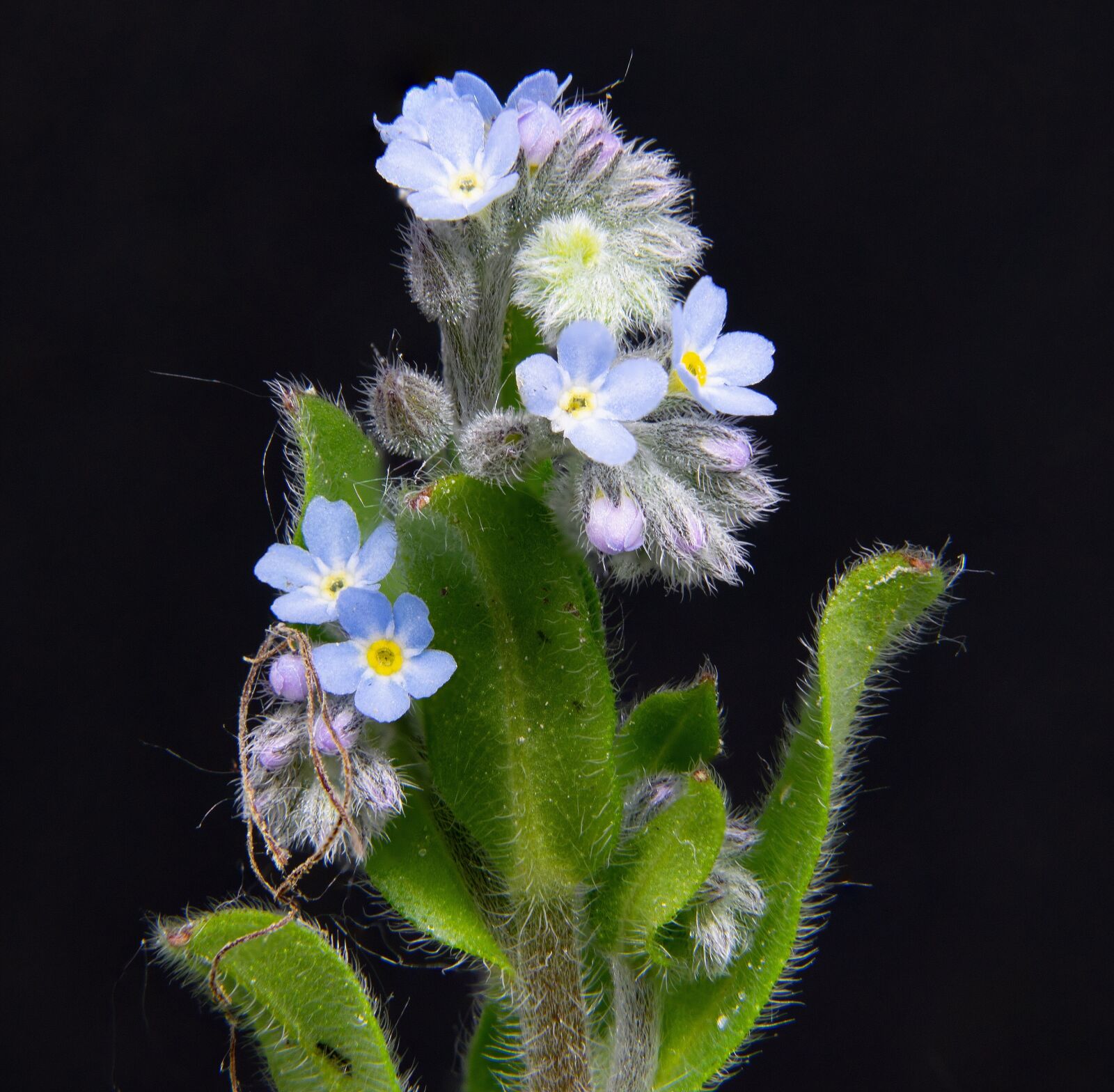Nikon D5300 sample photo. Forget me not, pointed photography
