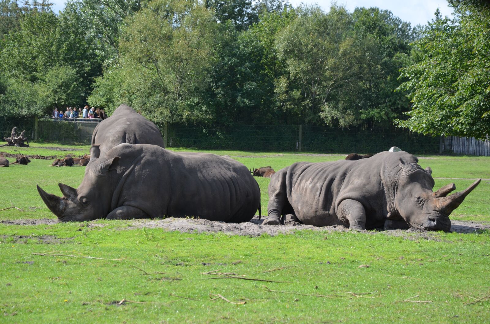 Nikon D5100 sample photo. Rhino, safari, africa photography