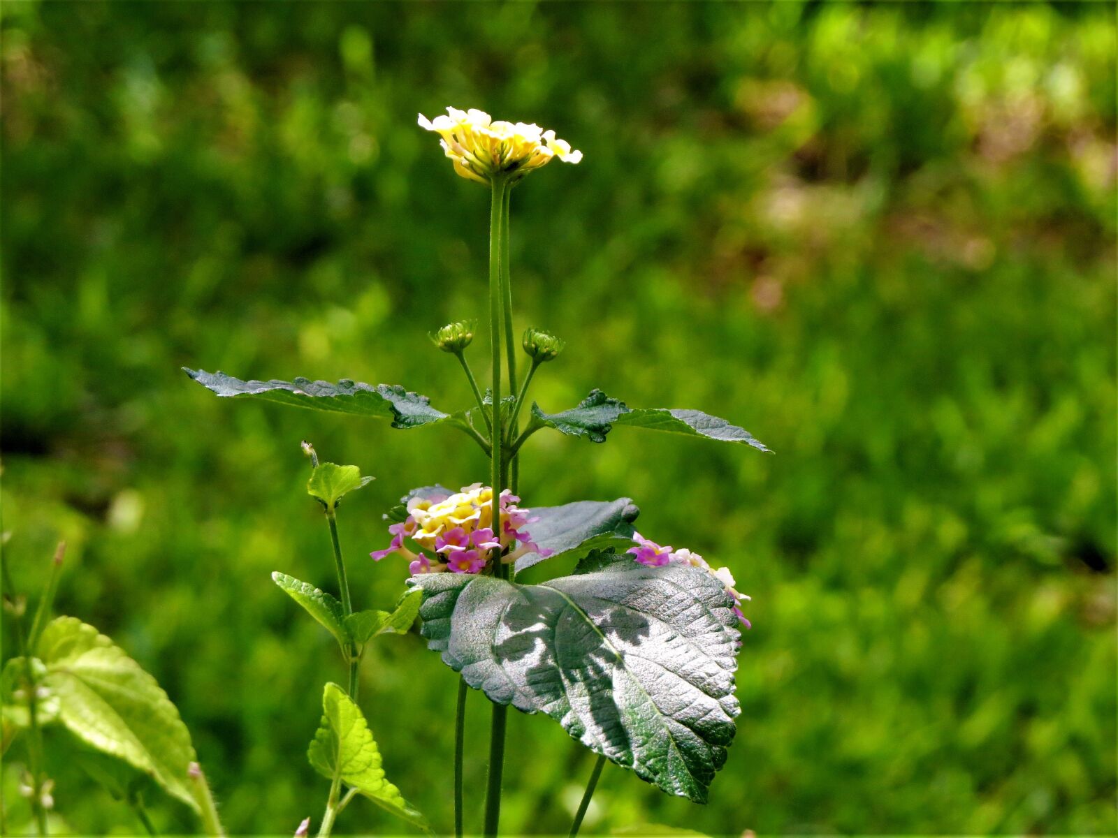 Canon PowerShot SX50 HS sample photo. Flowers, shadow, garden photography