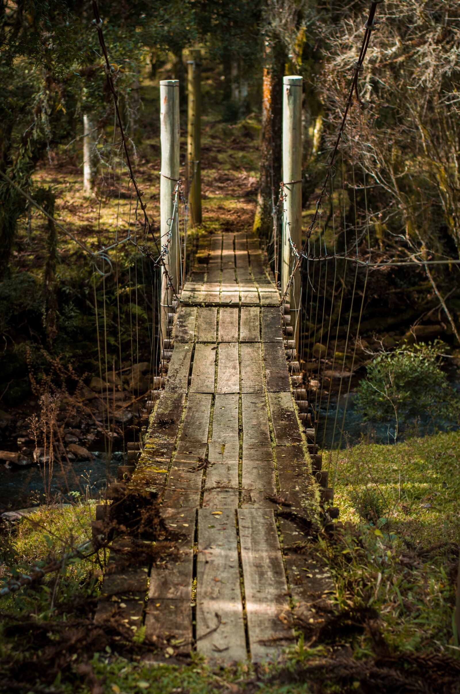 Nikon D3100 sample photo. Bridge, wood, woods photography