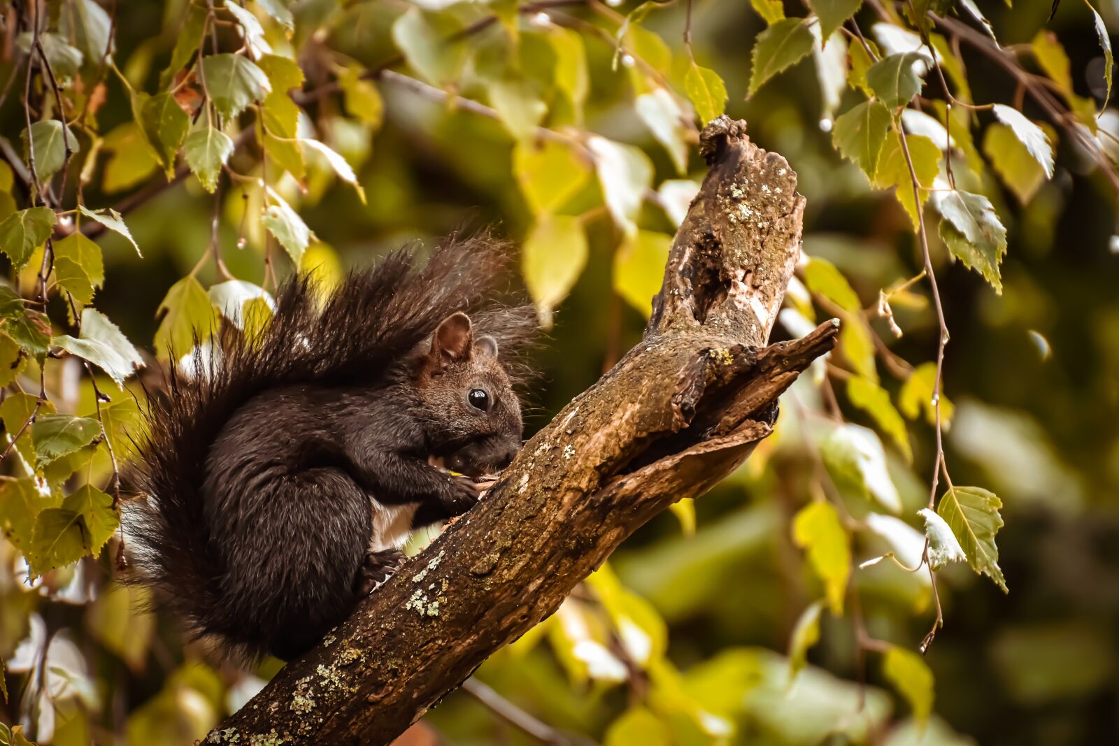 Nikon D7200 sample photo. Squirrel, nager, wild animal photography