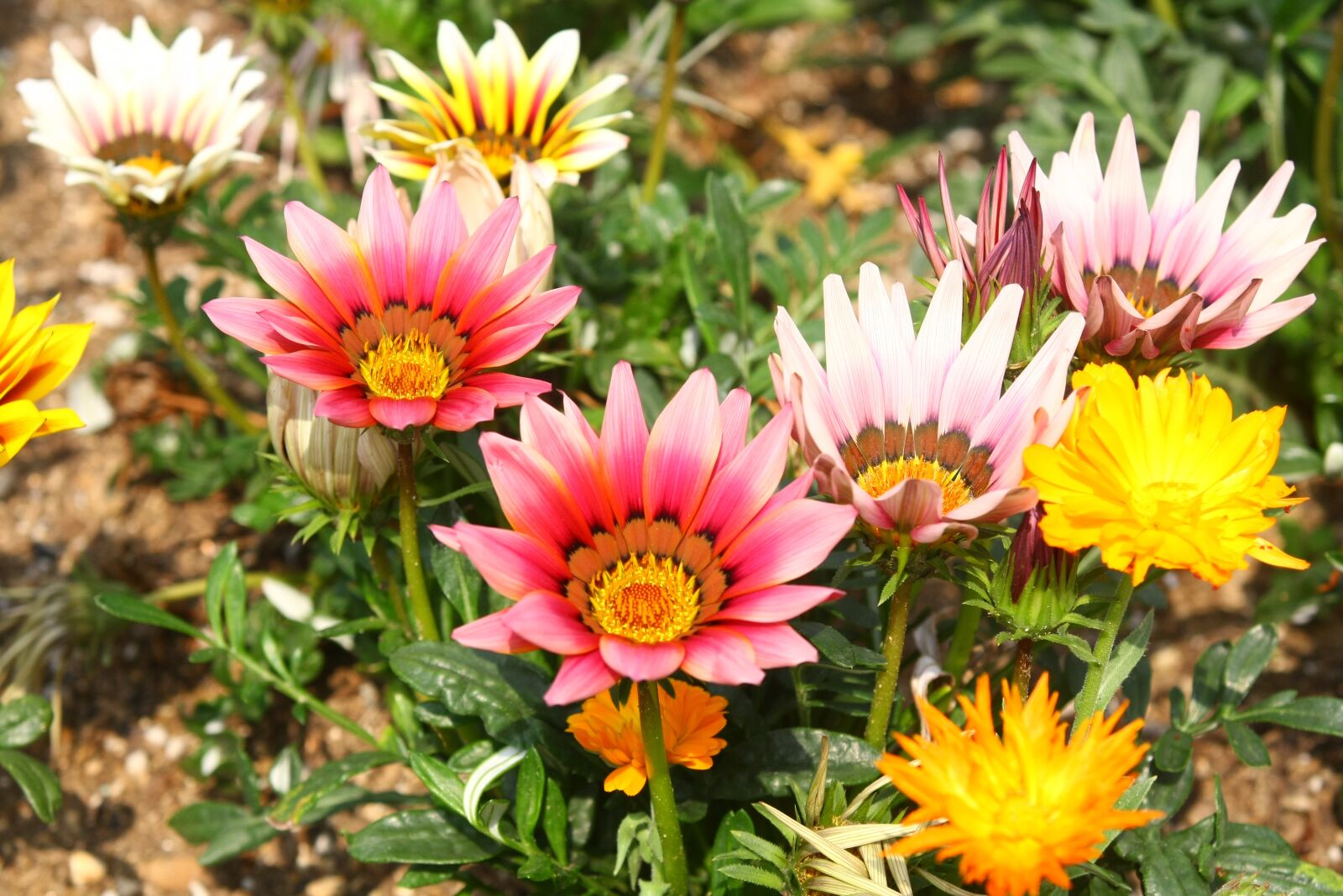 Canon EOS 40D sample photo. Flowers, travel, republic of photography