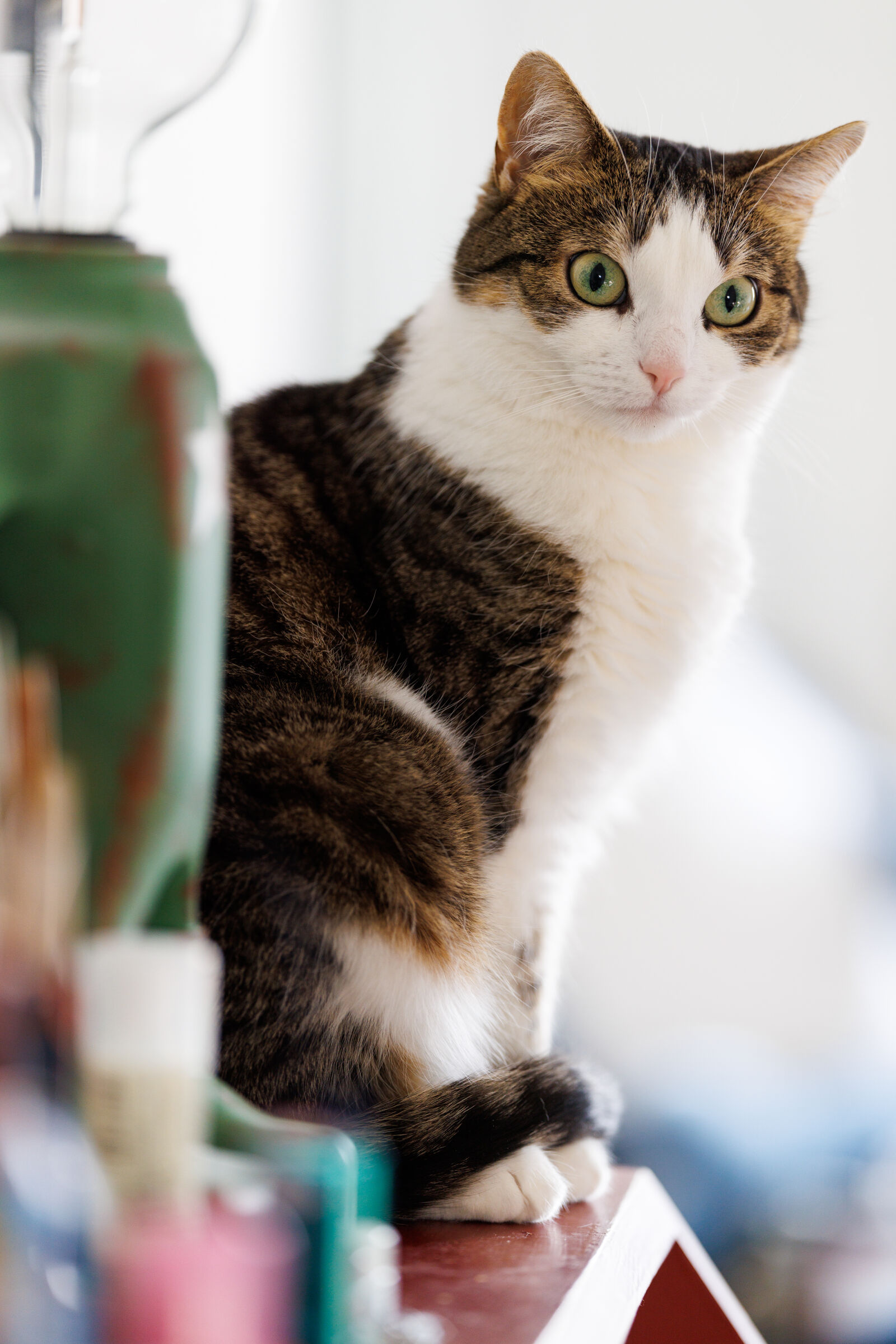 Canon RF 135mm F1.8 L IS USM sample photo. Waiting game cat photography