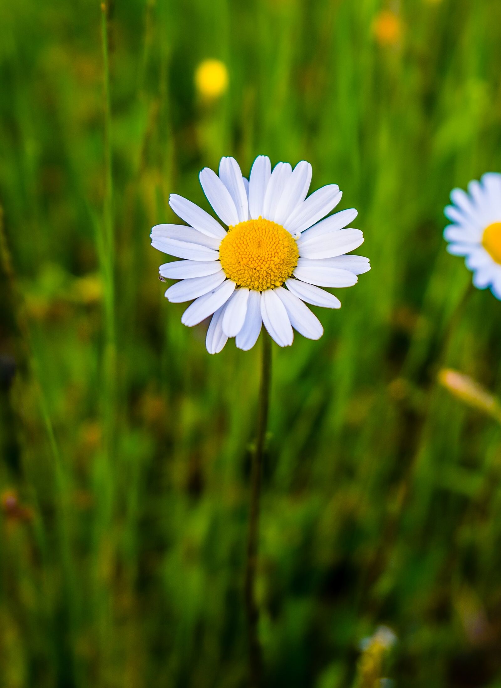 Sony a7 II + Sony FE 28-70mm F3.5-5.6 OSS sample photo. Margarite, flower, flower meadow photography
