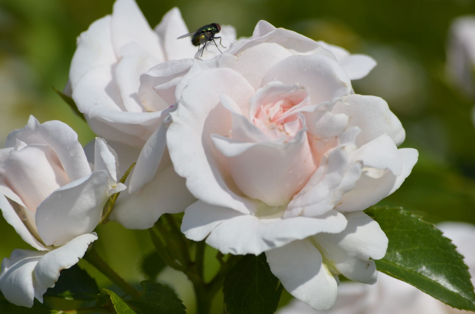 Nikon D5100 sample photo. Roses, white roses, flying photography