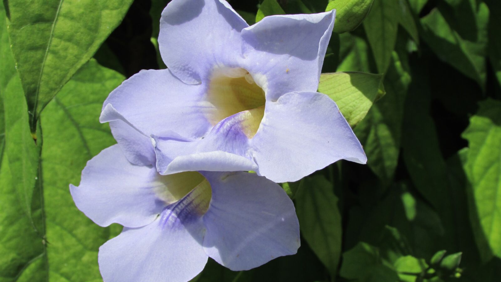 Canon PowerShot SX500 IS sample photo. Flower, purple flower, texas photography