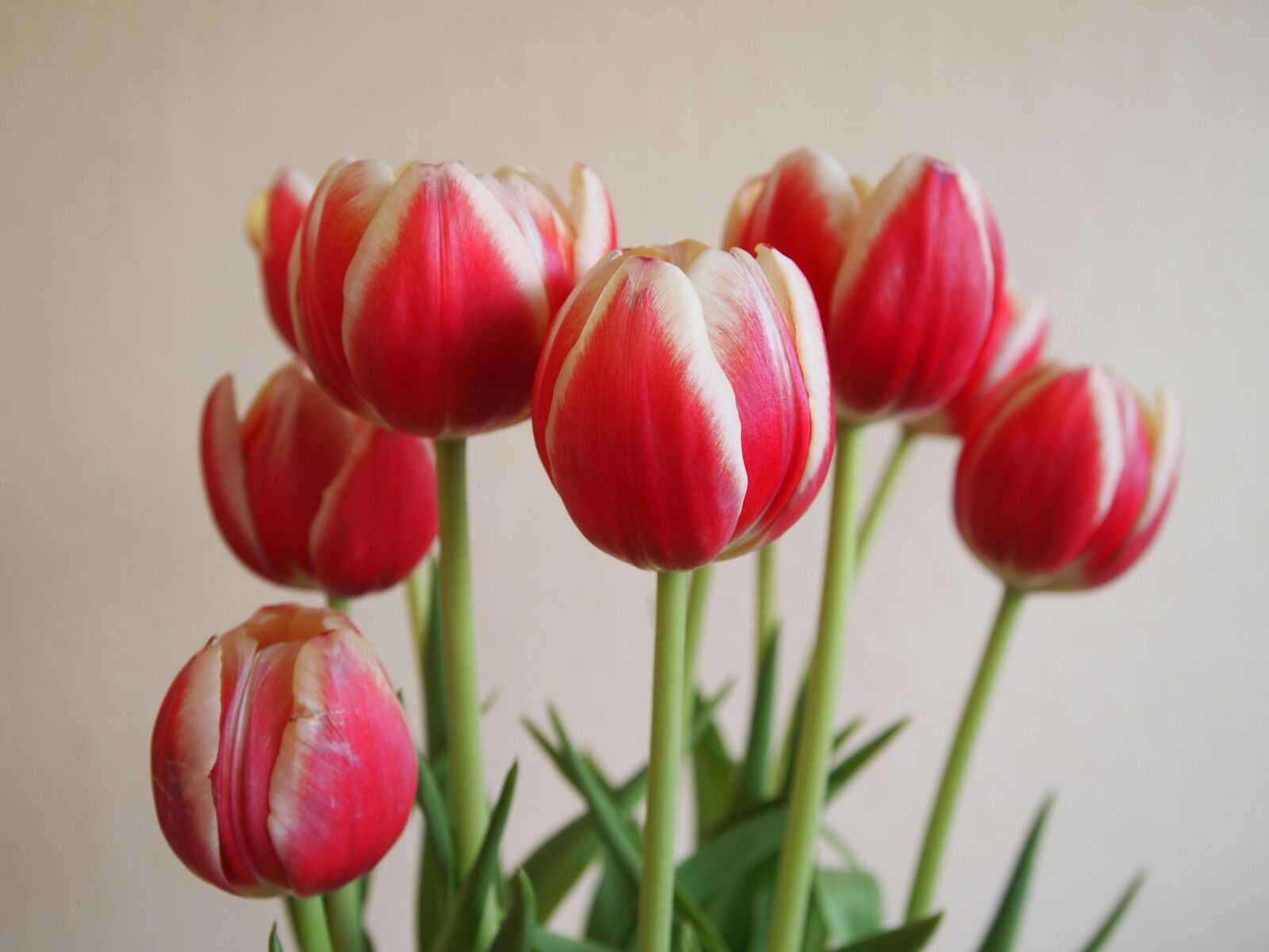 Olympus PEN E-PL1 sample photo. Flowers, tulips, vase photography