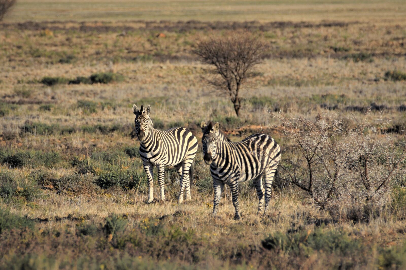 Canon EOS 60D sample photo. Zebra, burchell, camouflage photography