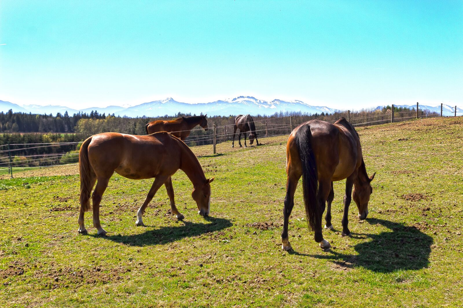 Canon EOS 1300D (EOS Rebel T6 / EOS Kiss X80) sample photo. Horse, brown, fuchs photography
