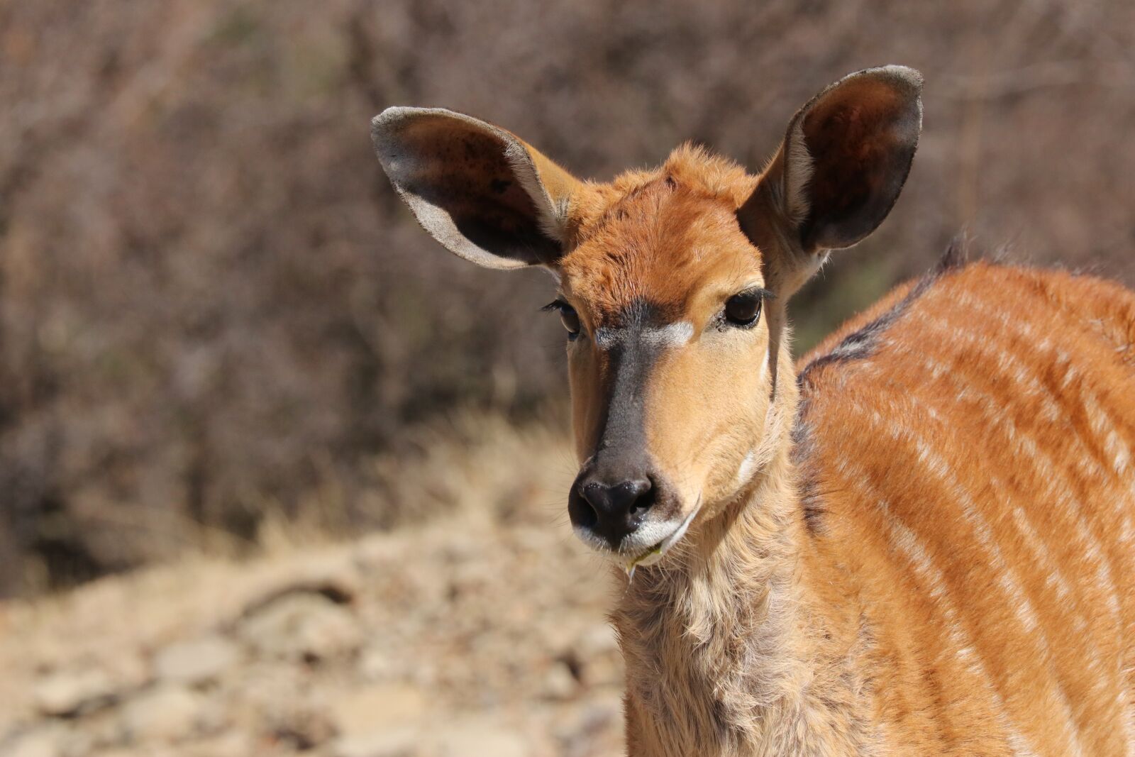 Canon EF 70-300mm F4-5.6L IS USM sample photo. Nyala, female, africa photography