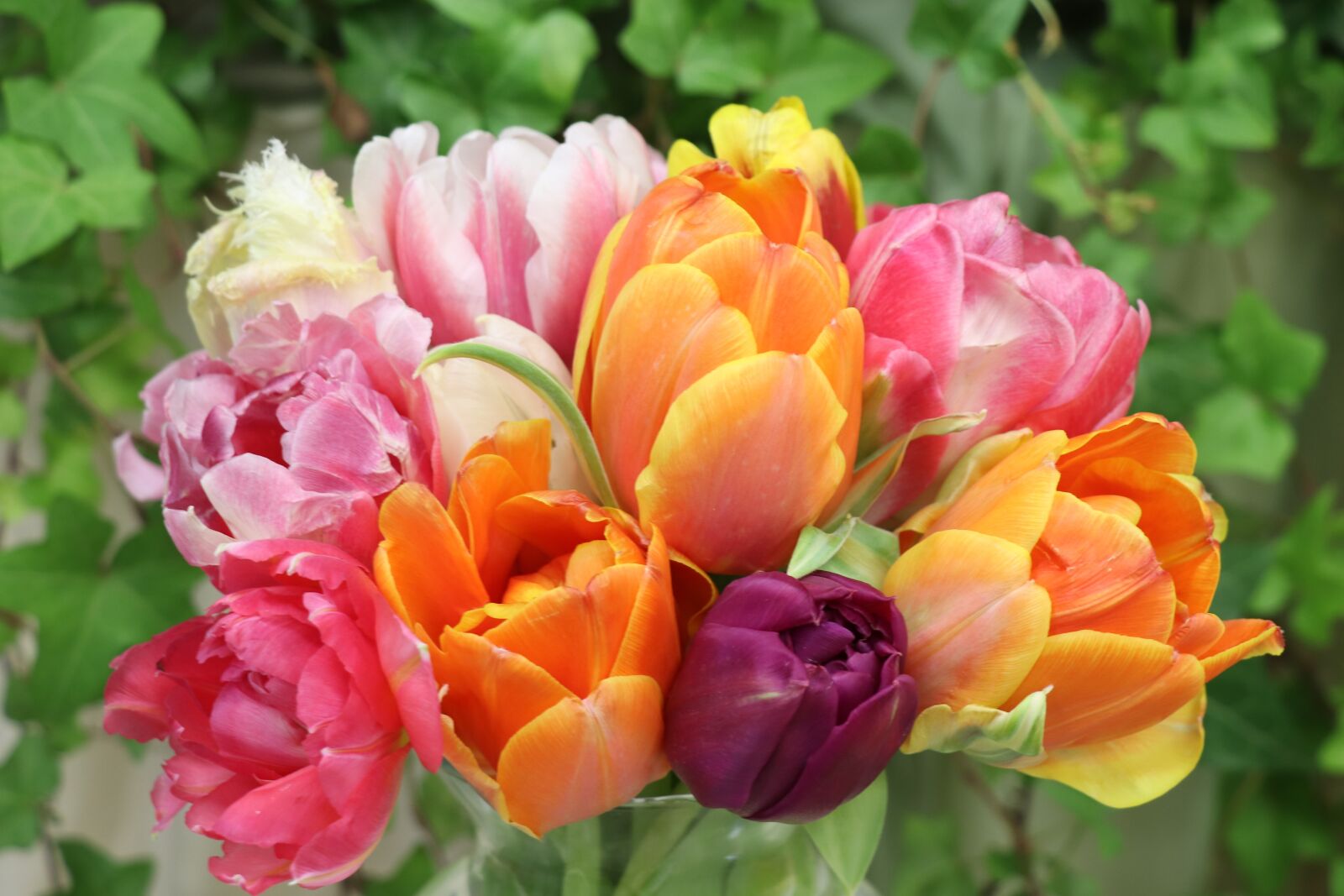 Canon EOS 77D (EOS 9000D / EOS 770D) sample photo. Tulips, bouquet, flowers photography