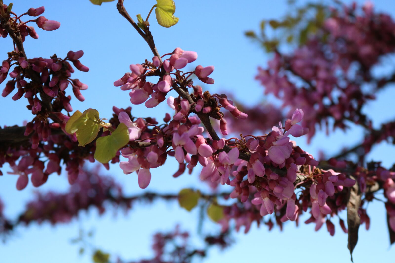 Canon EOS 750D (EOS Rebel T6i / EOS Kiss X8i) sample photo. Flowers, color, rosa photography